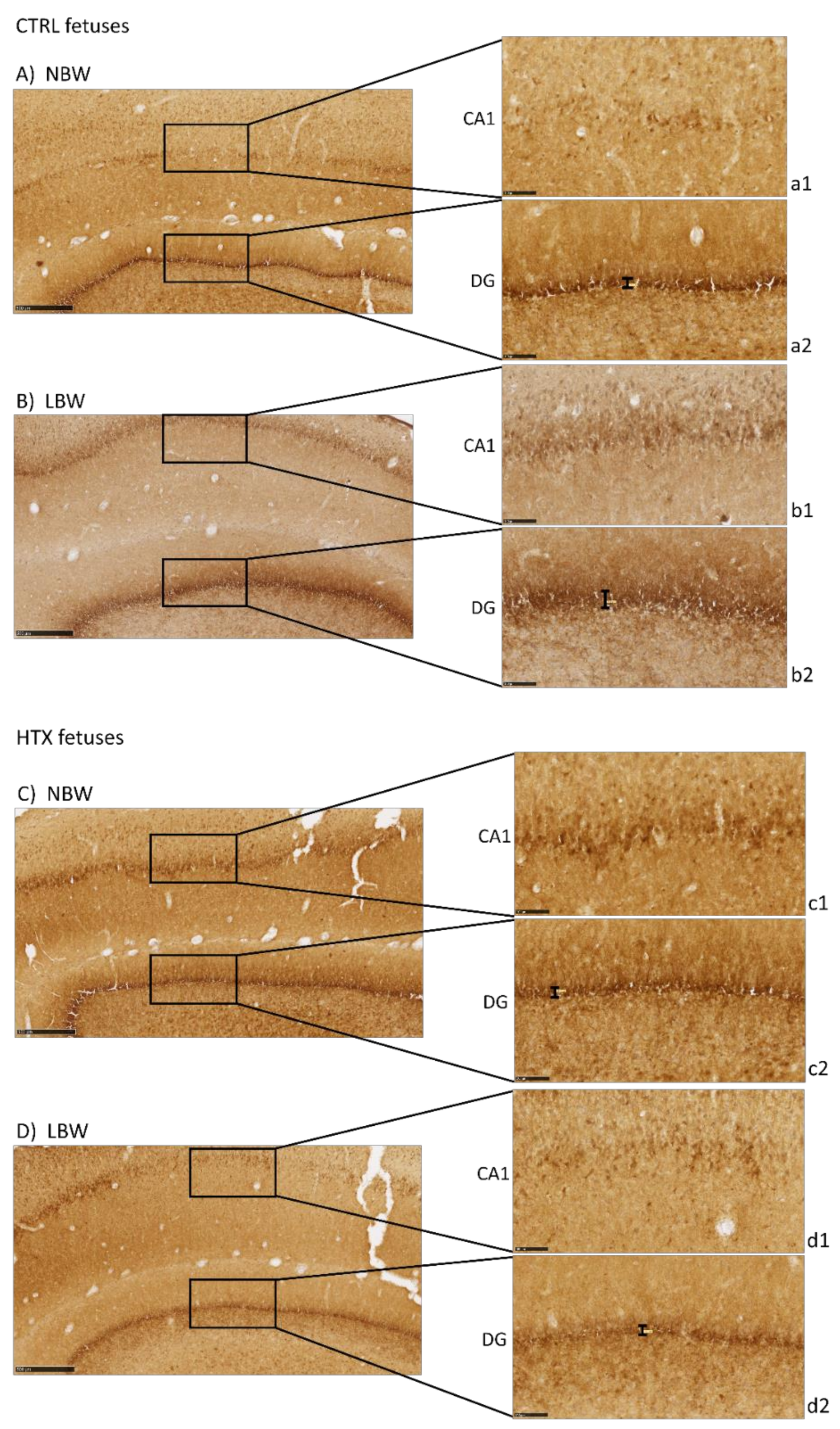 Antioxidants 10 01505 g002 550