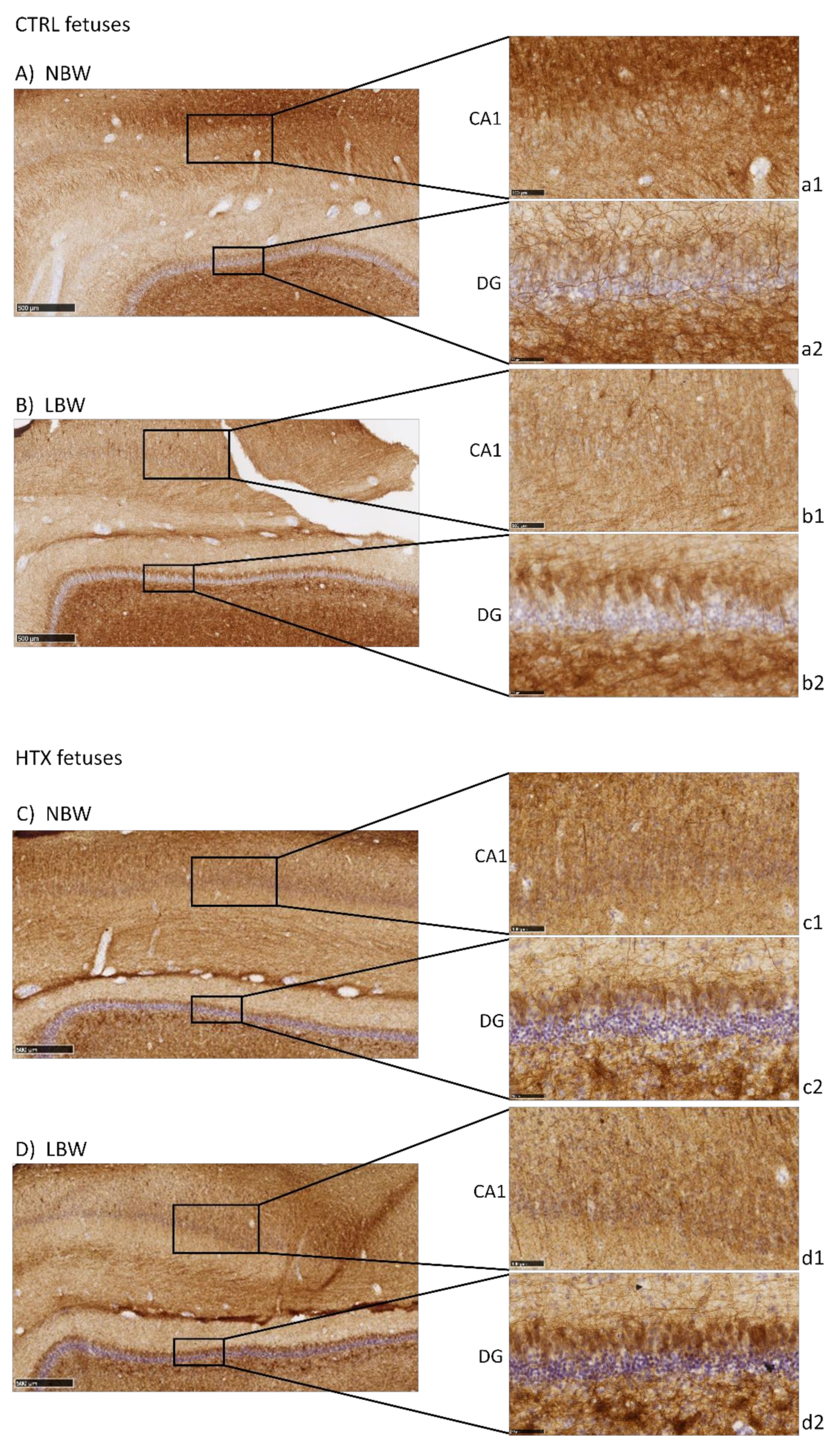 Antioxidants 10 01505 g003 550