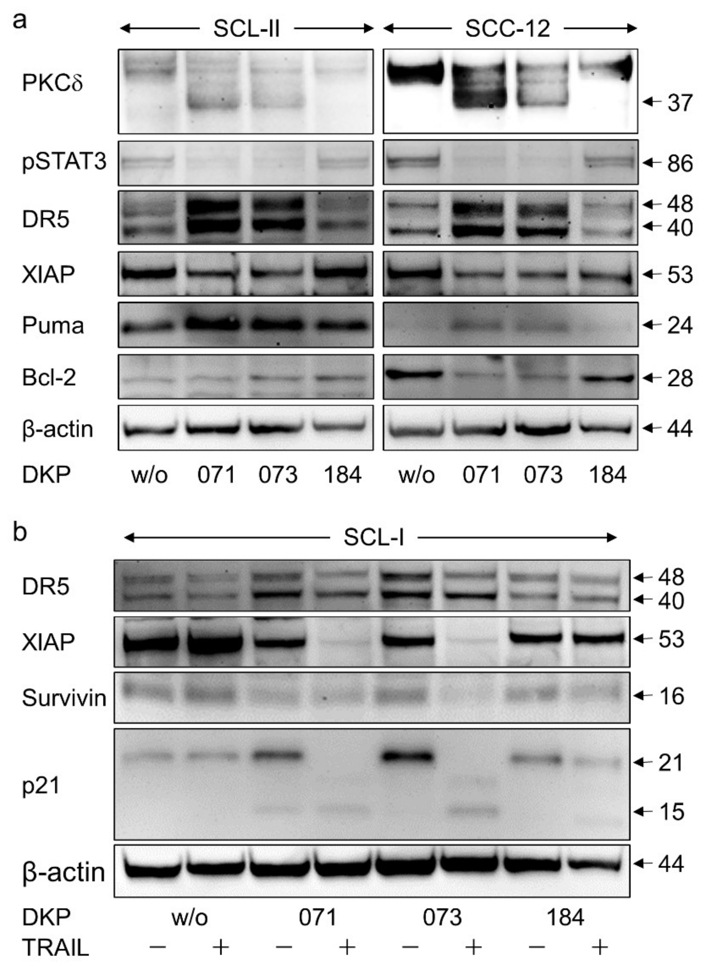 Antioxidants 10 01514 g005