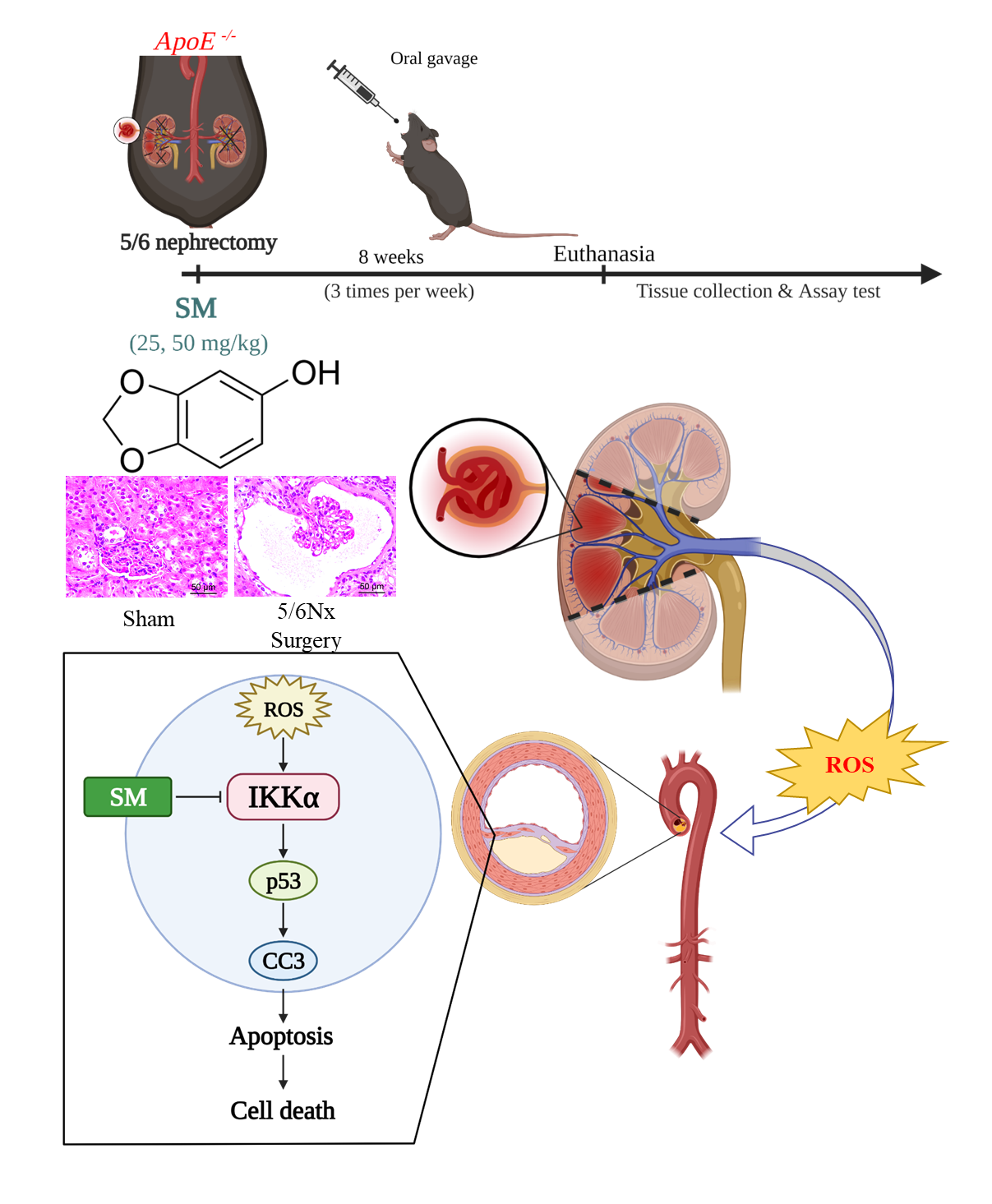 Antioxidants Free FullText Sesamol Ameliorates Renal Injury