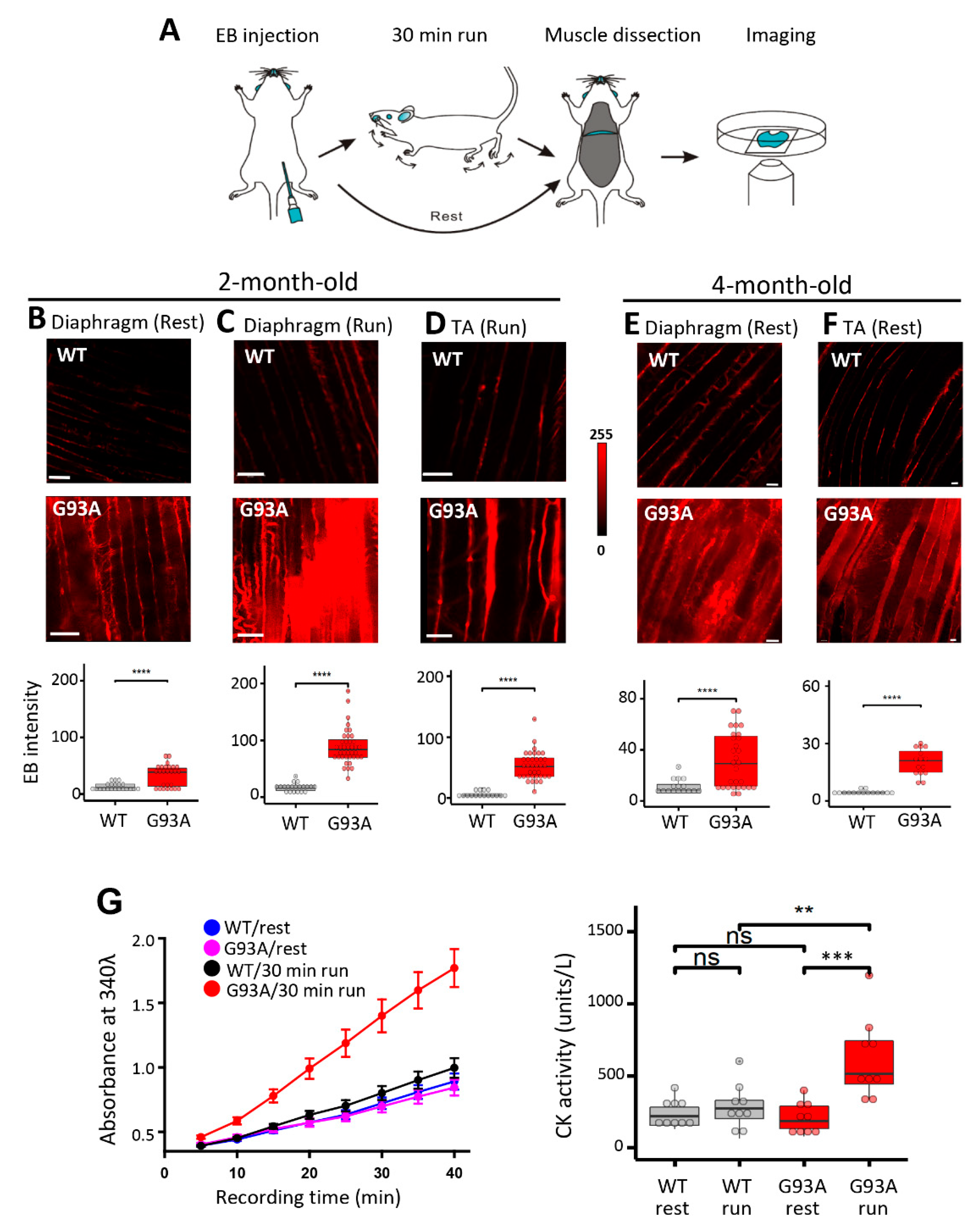 Muscle Diseases (神経学) Core-rod myopathy due to a novel mutation in BTB/POZ domain