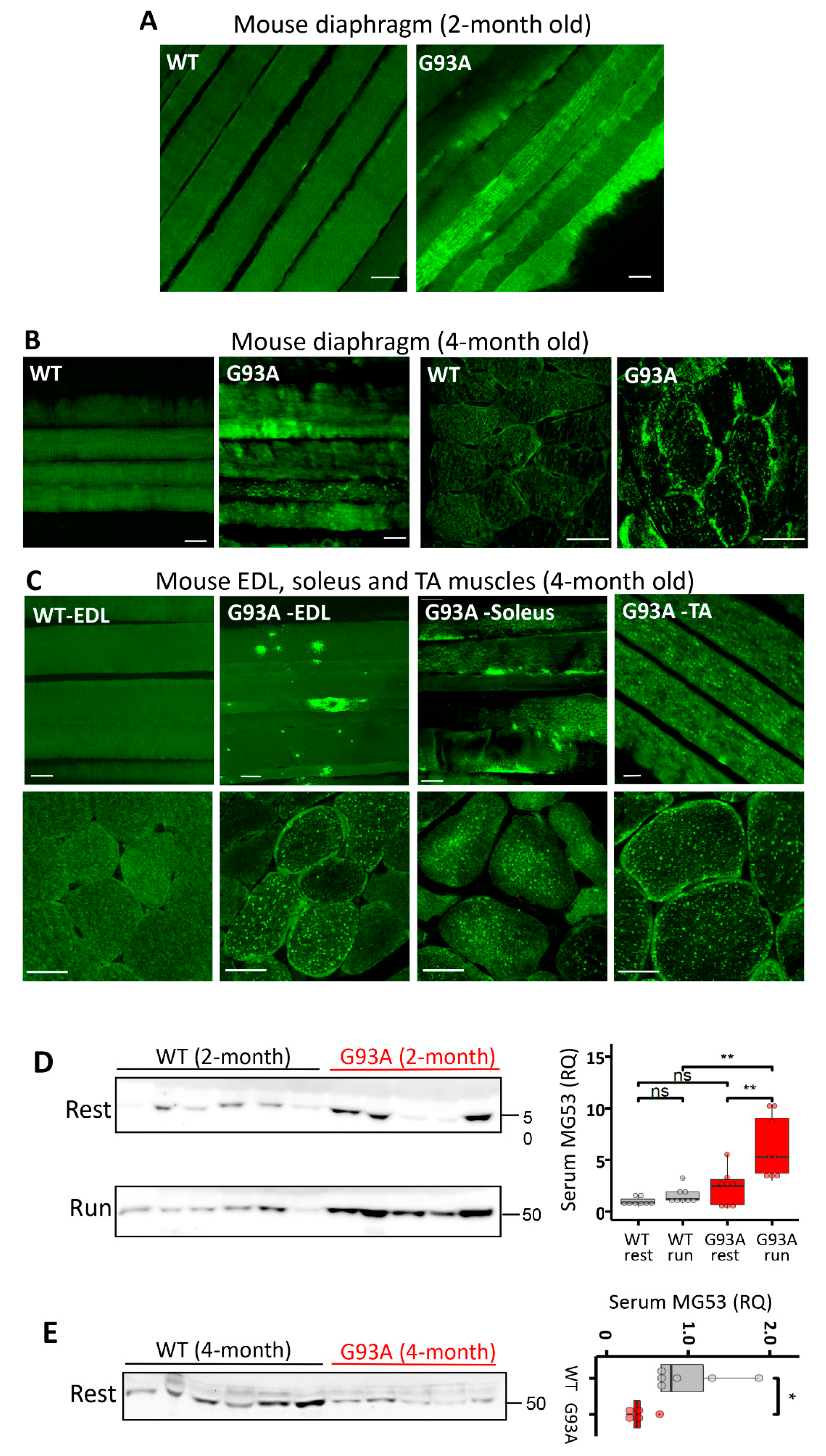 Antioxidants 10 01522 g002