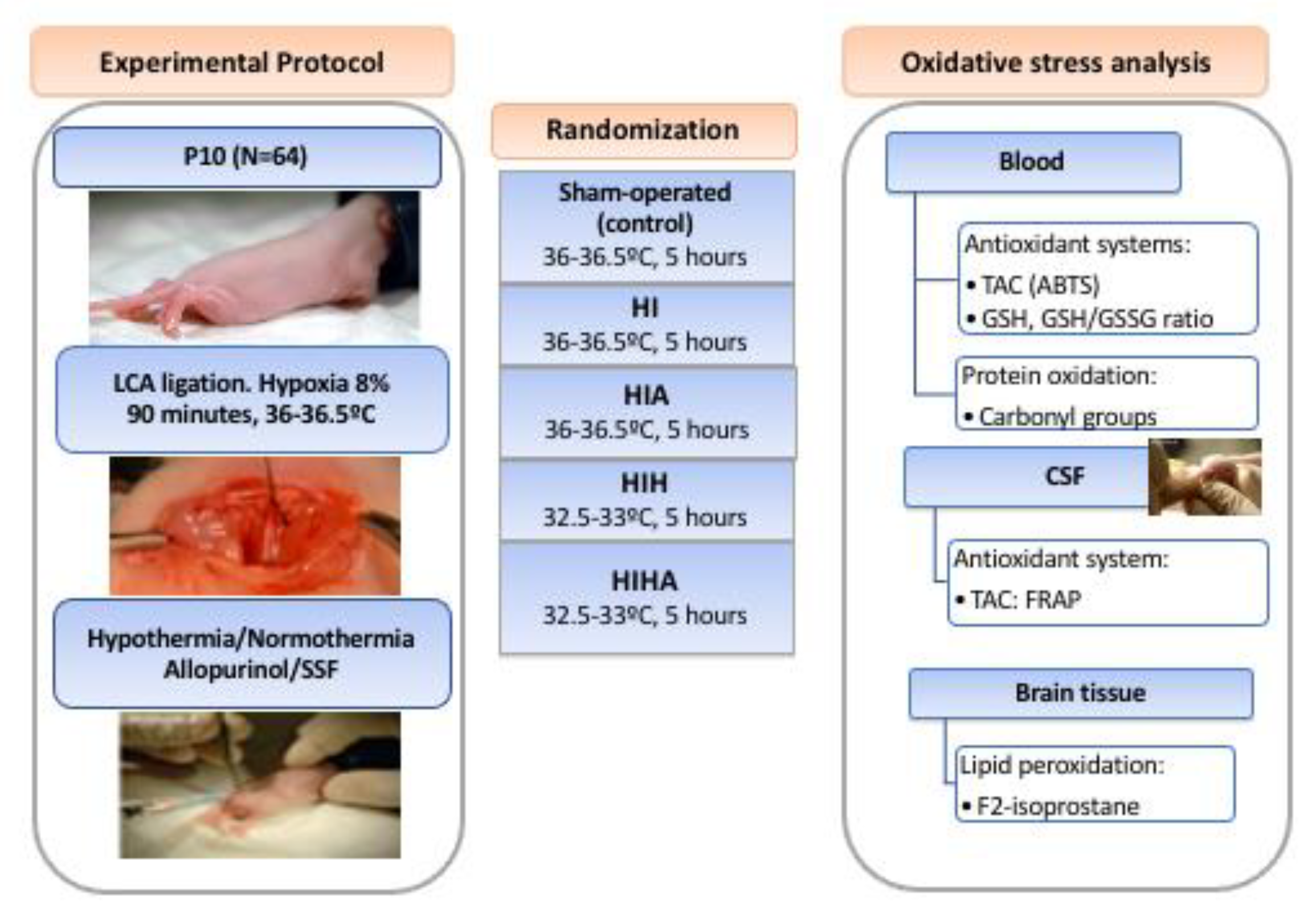 Antioxidants 10 01523 g001
