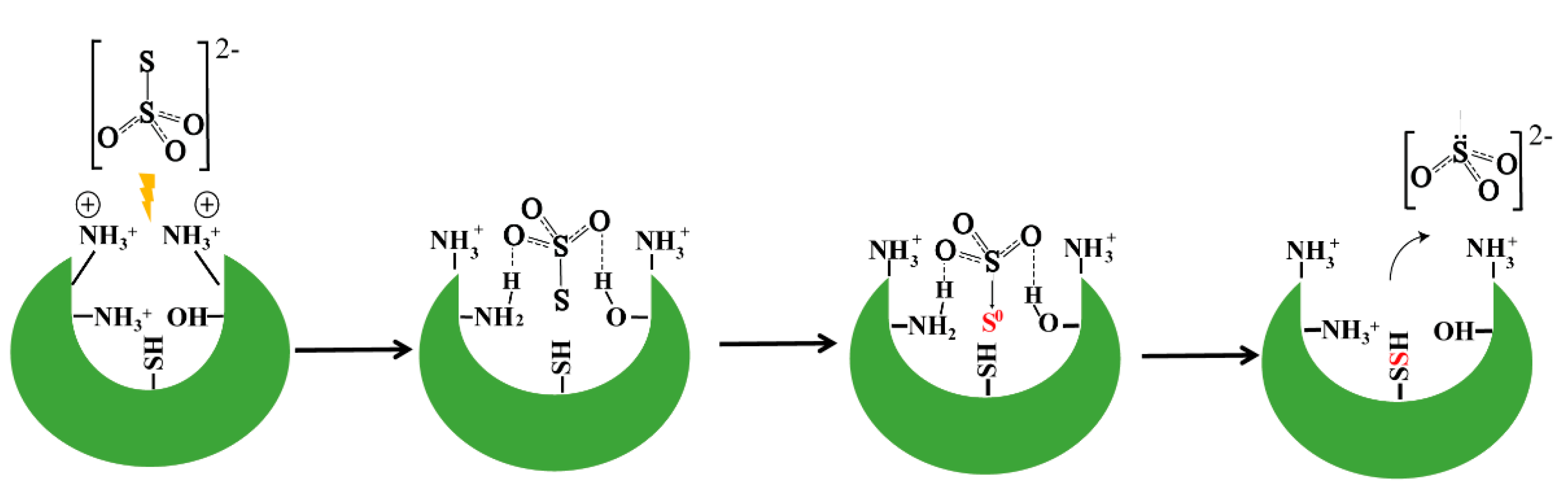 Antioxidants 10 01525 g007