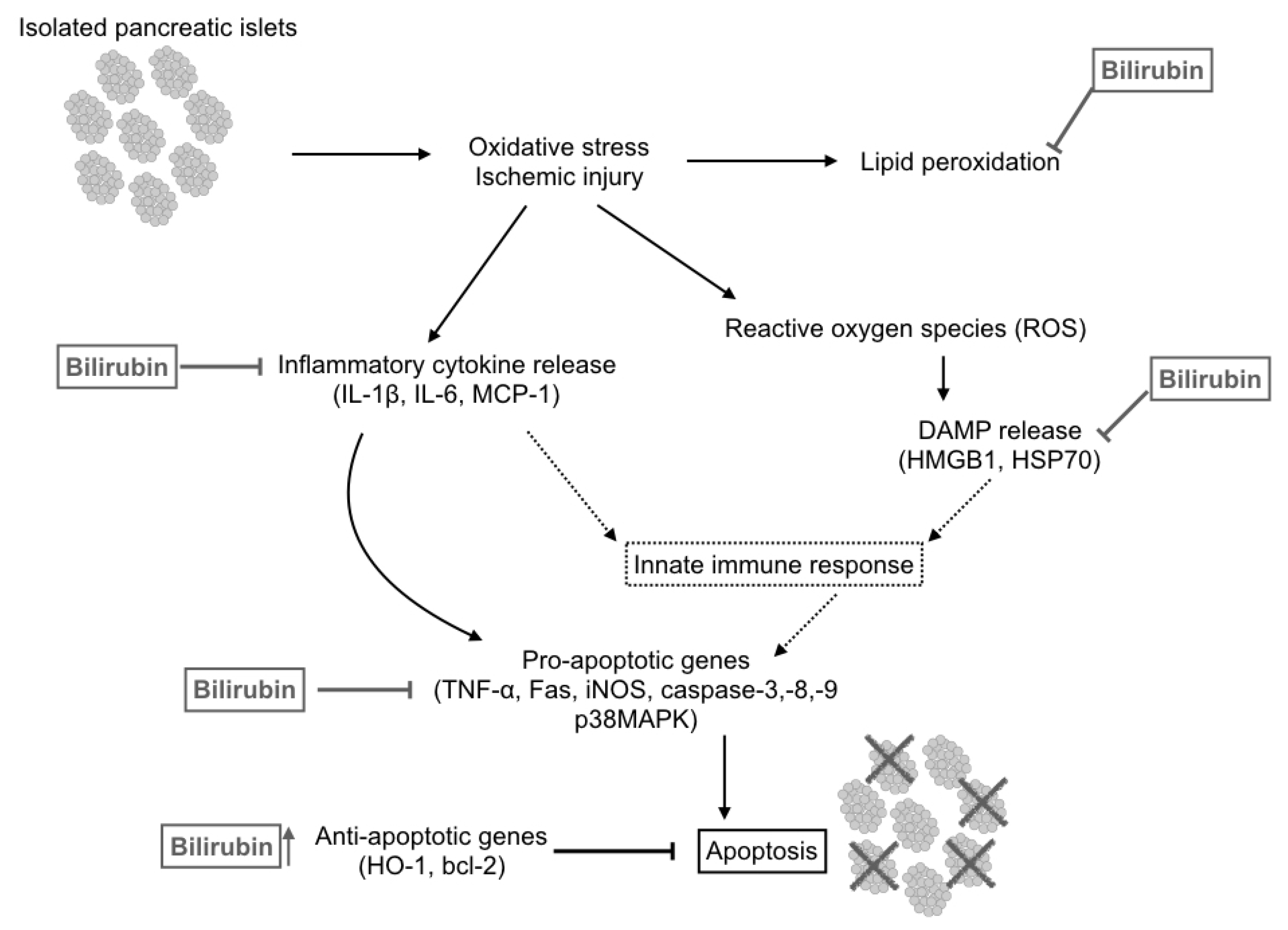 The Science Behind Bilirubin Powder and Its Therapeutic Applications The Science Behind Bilirubin Powder and Its Therapeutic Applications