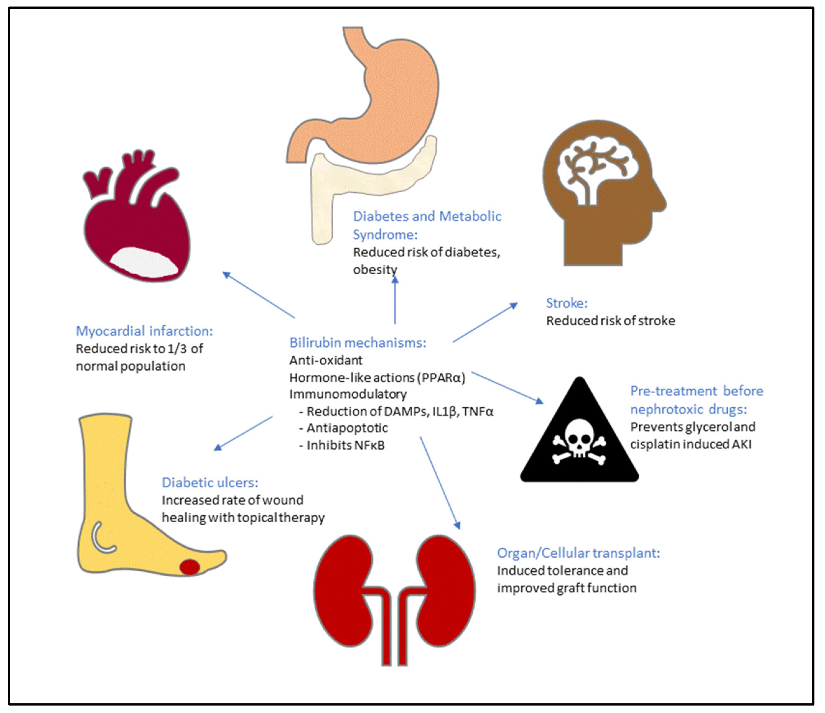 Antioxidants Free FullText Bilirubin as a Therapeutic Molecule