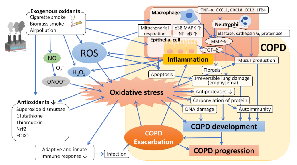 Antioxidants 10 01537 g001