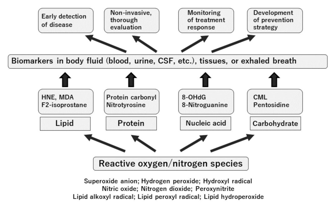 Antioxidants 10 01537 g003