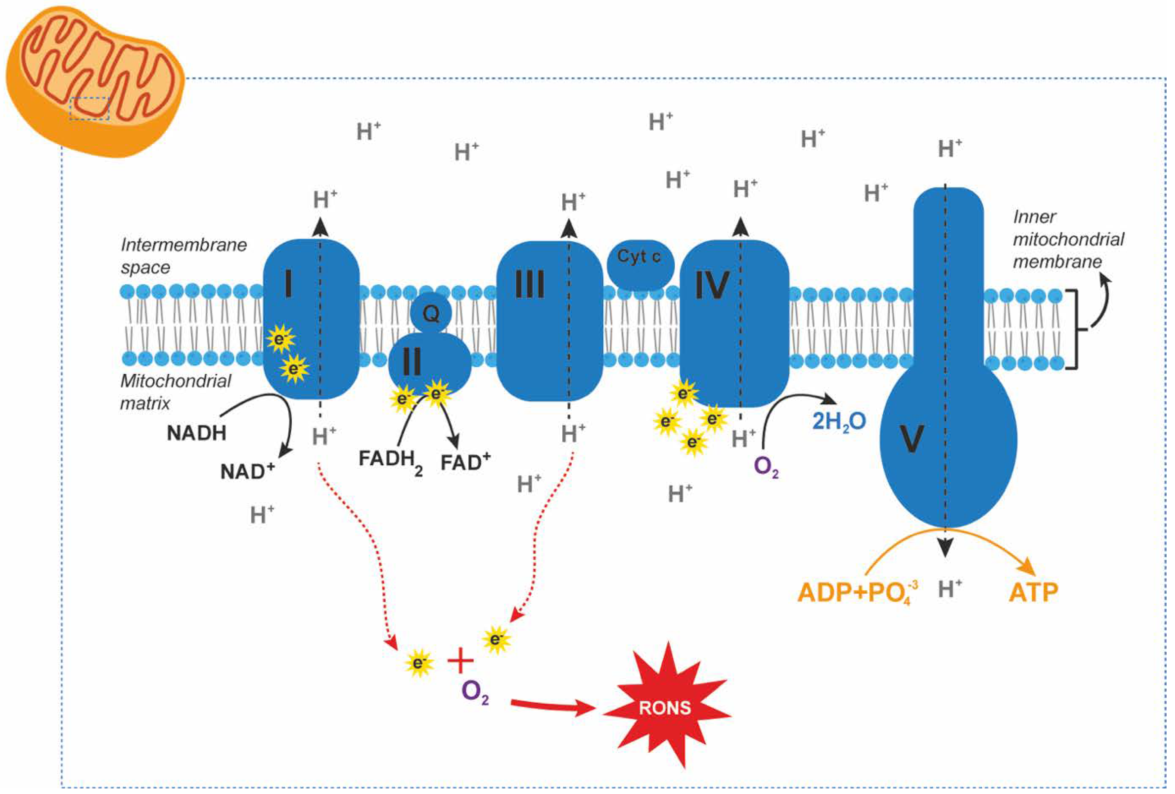 Antioxidants 10 01538 g002