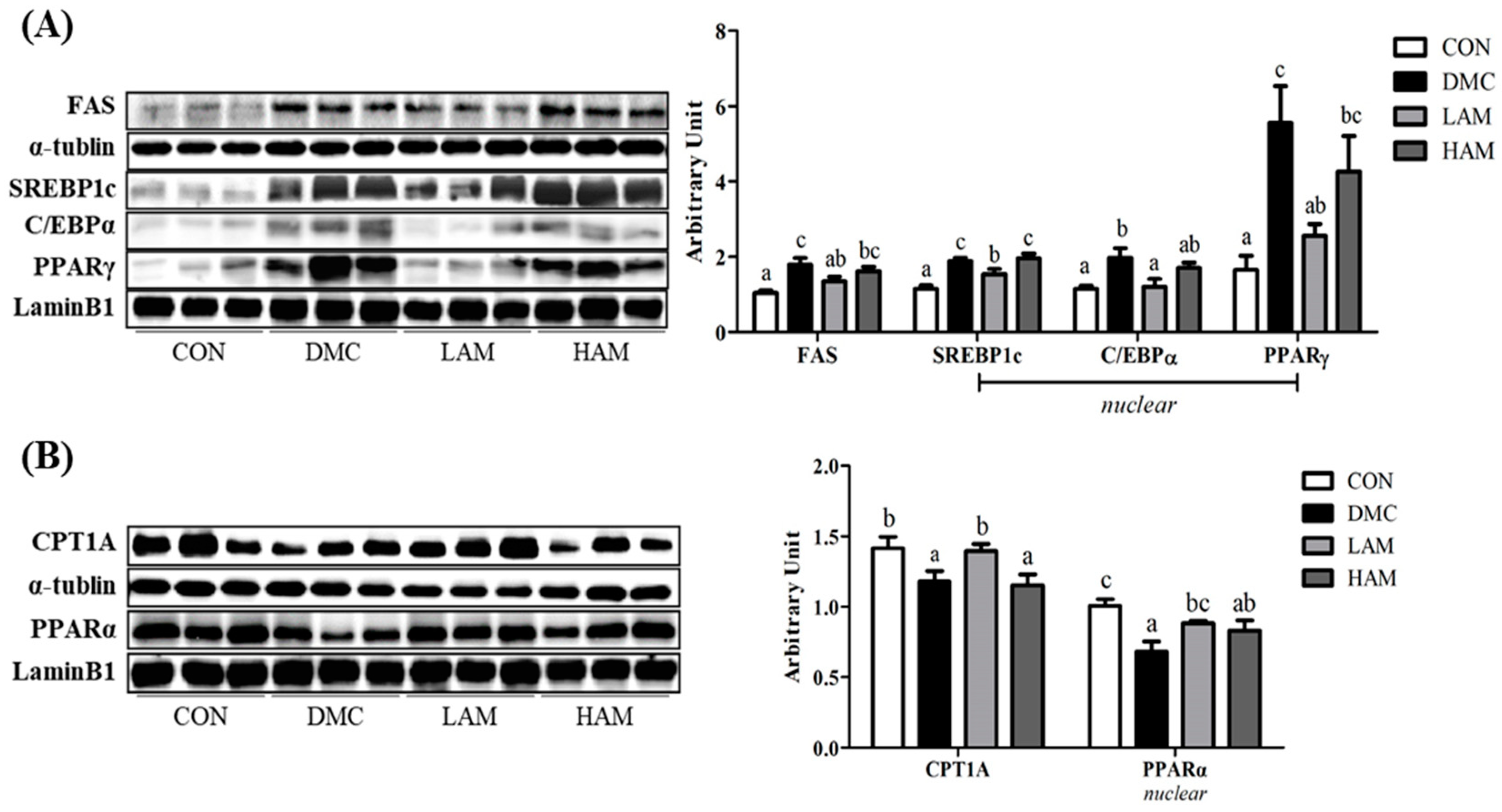 Antioxidants 10 01546 g010