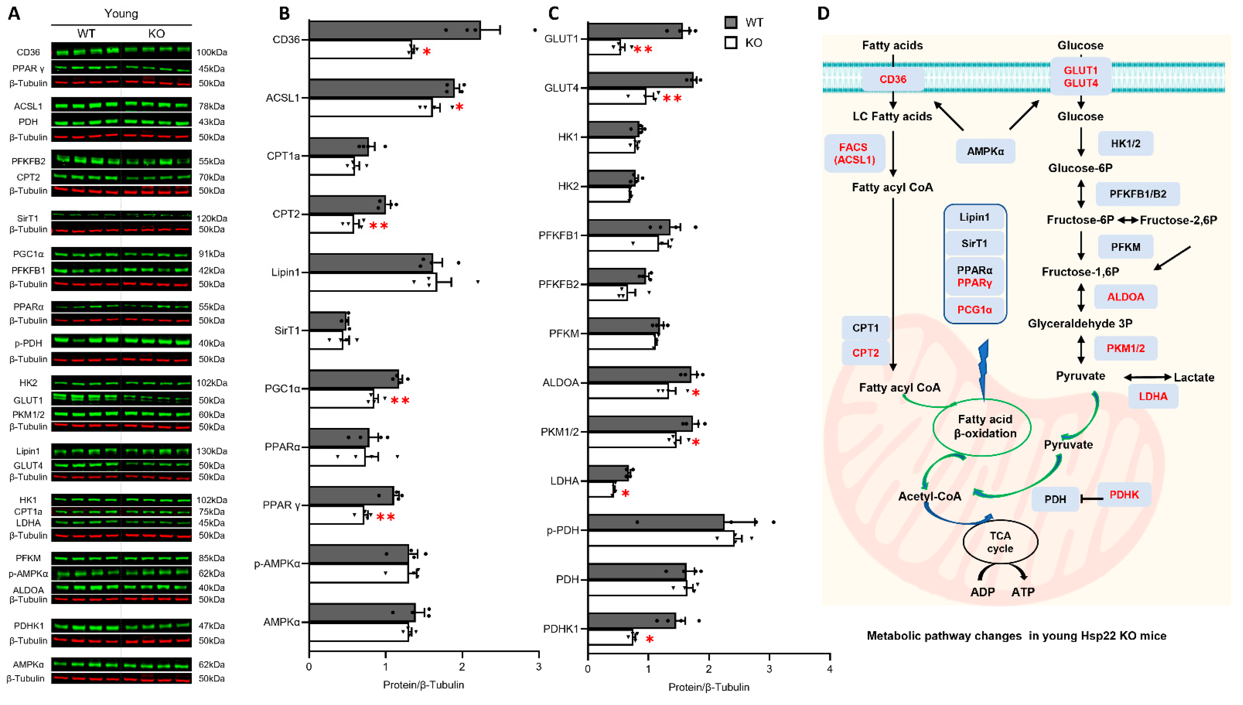 Antioxidants 10 01550 g005
