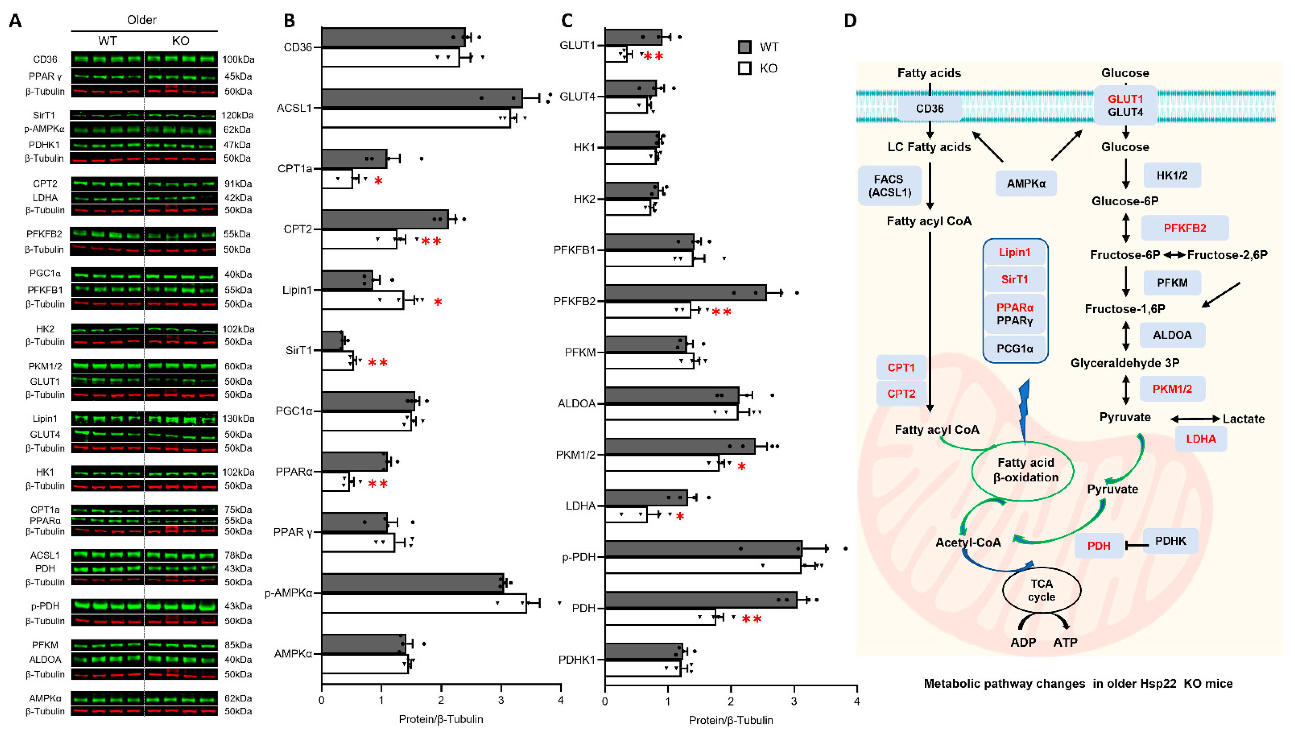 Antioxidants 10 01550 g006