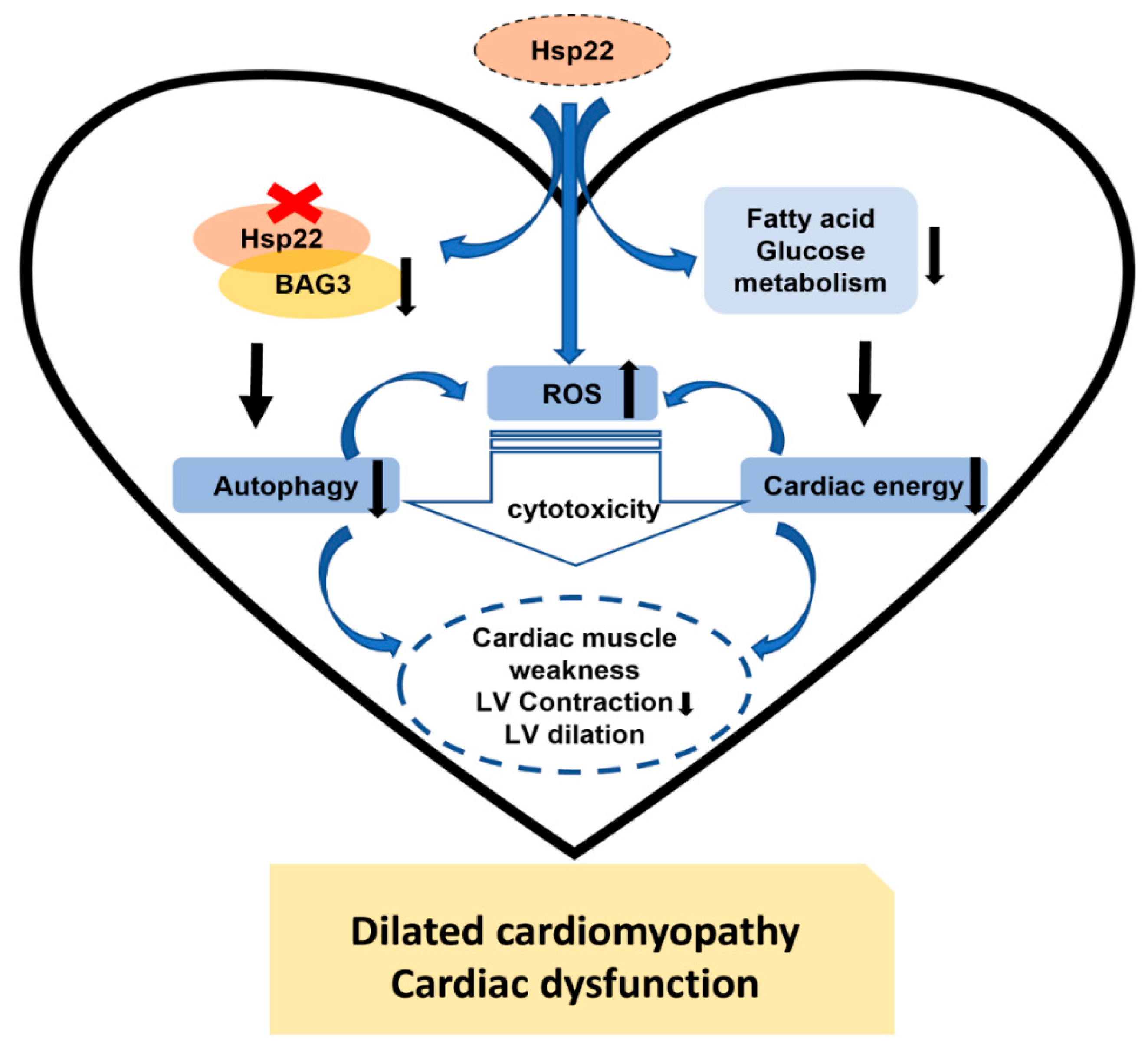 Antioxidants 10 01550 g009