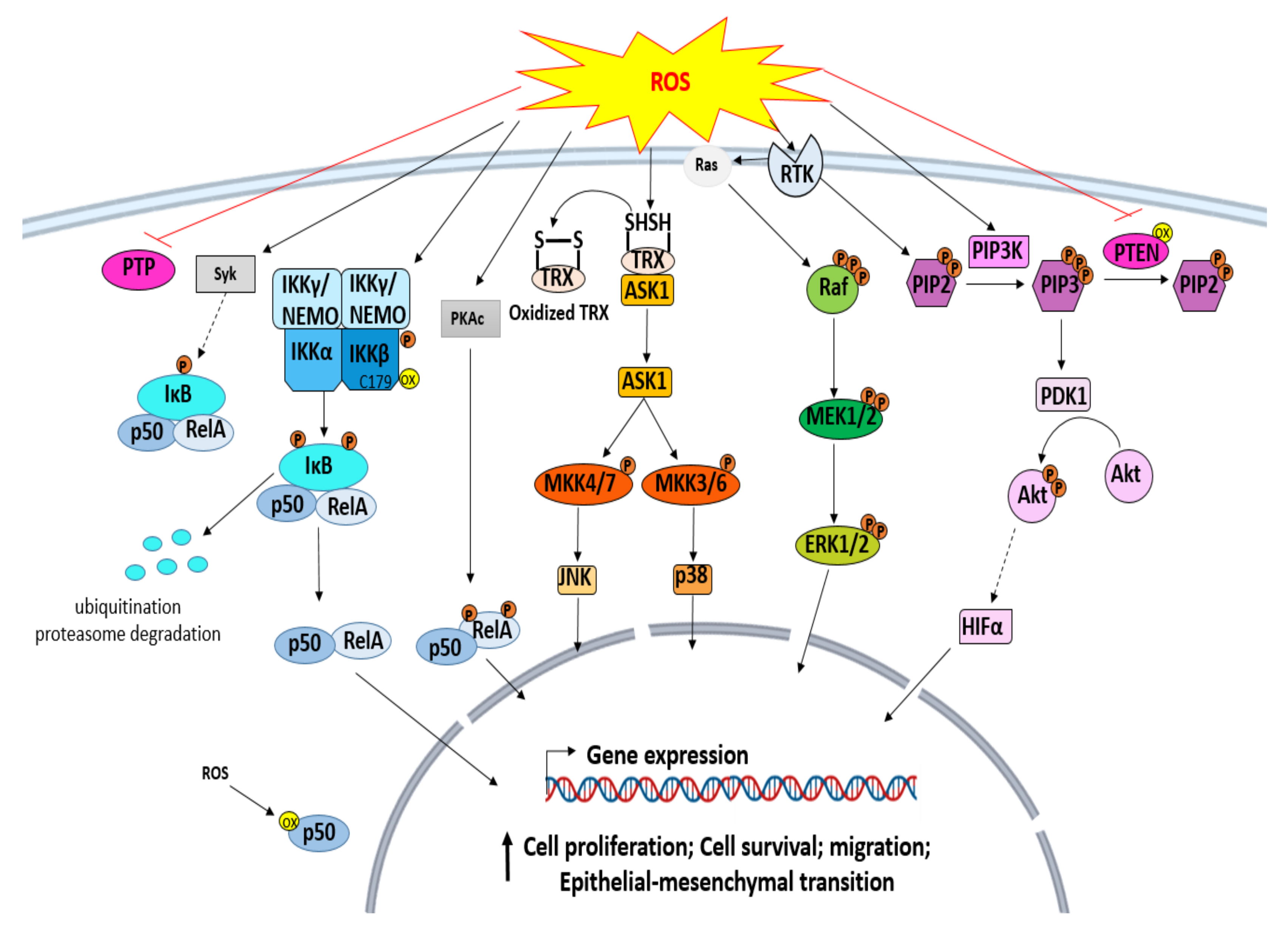 Antioxidants 10 01553 g002