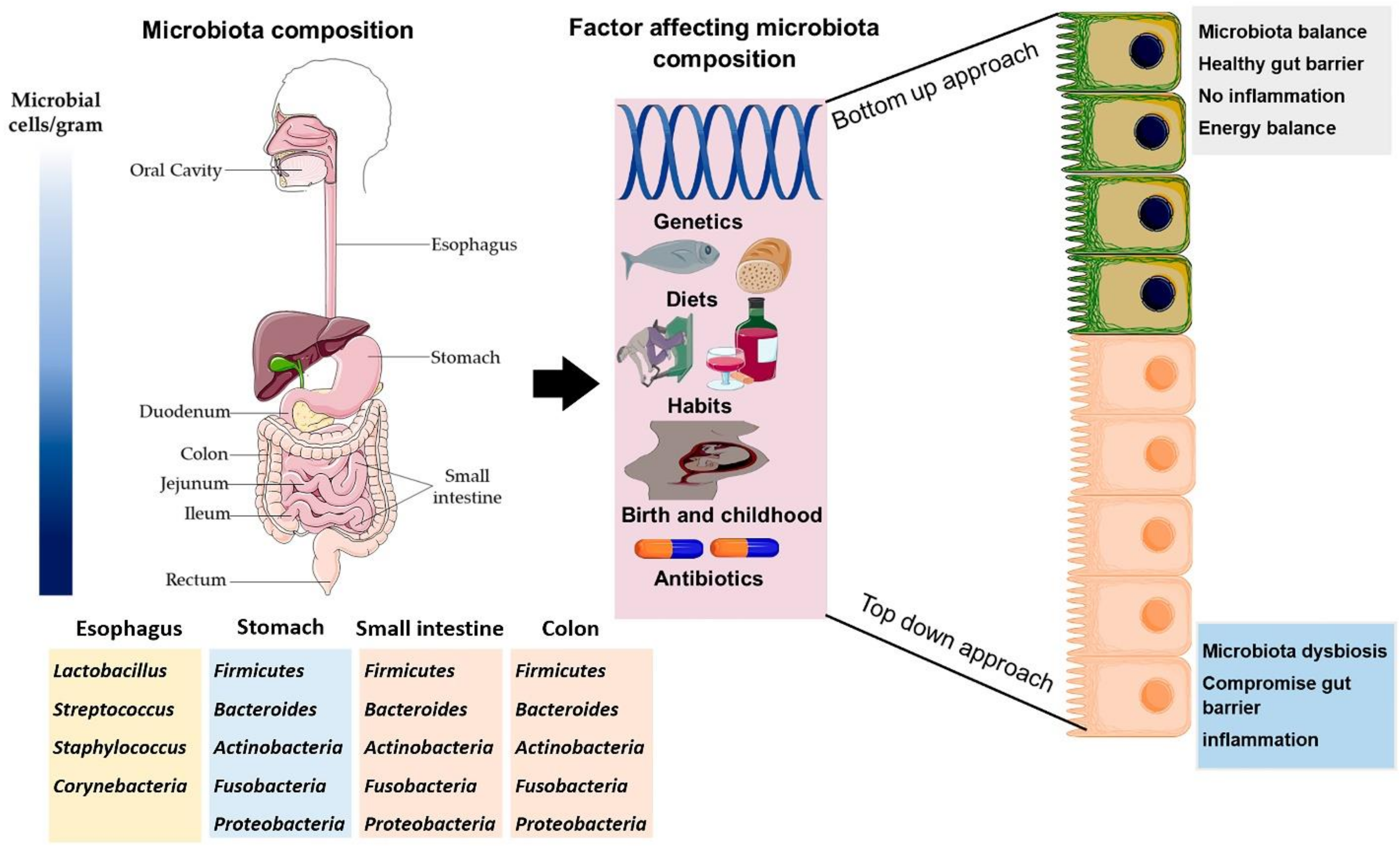 Frontiers  Emerging Evidence on the Effects of Dietary Factors on the Gut  Microbiome in Colorectal Cancer