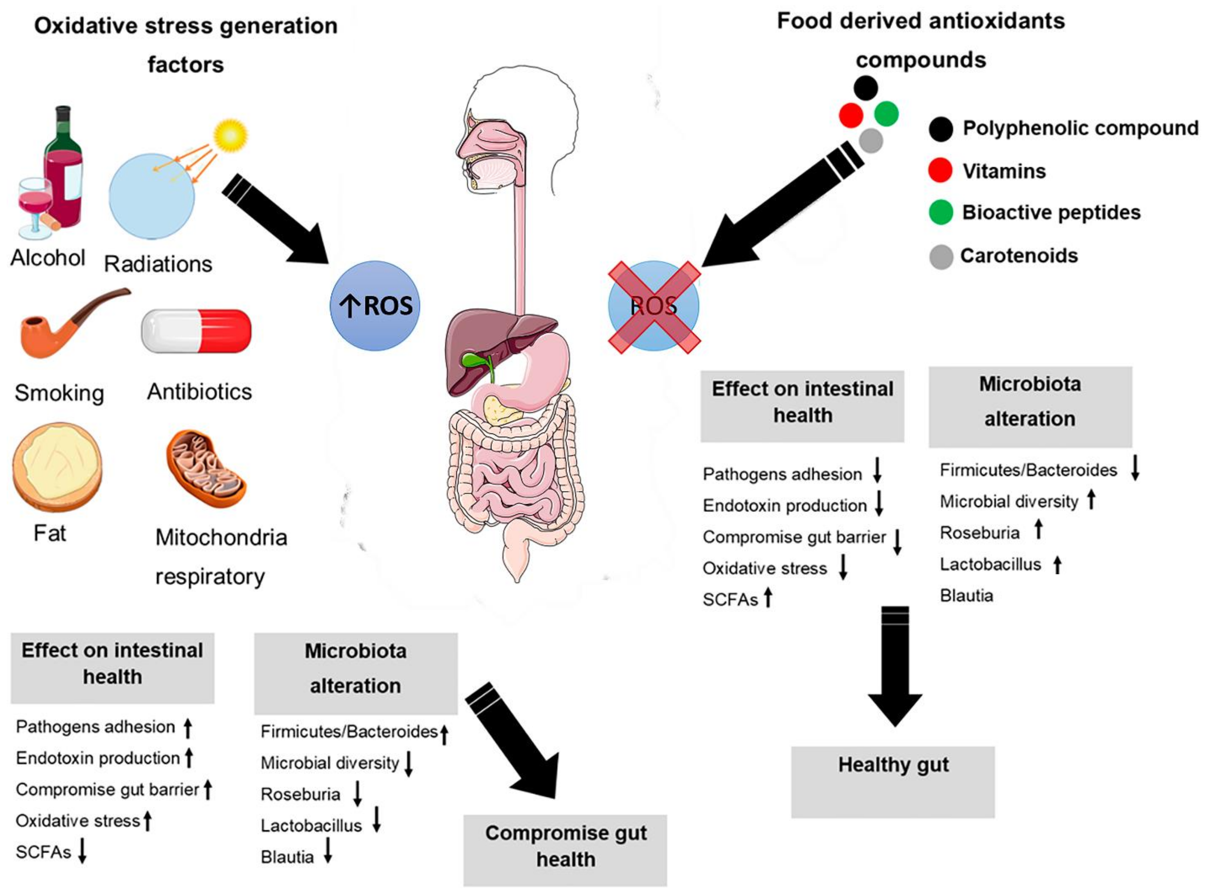 Antioxidants 10 01563 g003 Antioxidants 10 01563 g003