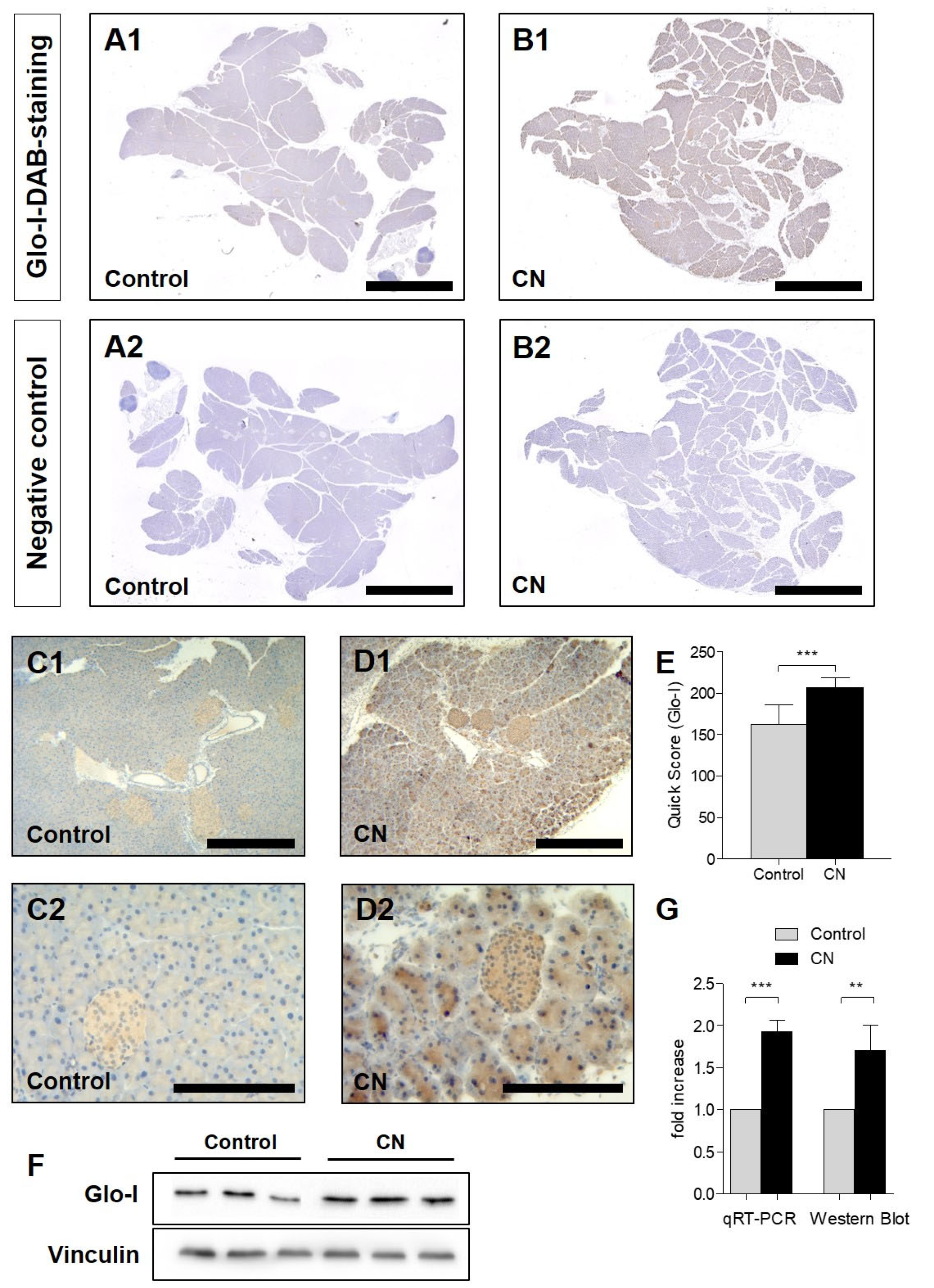 Antioxidants 10 01574 g001 Antioxidants 10 01574 g001