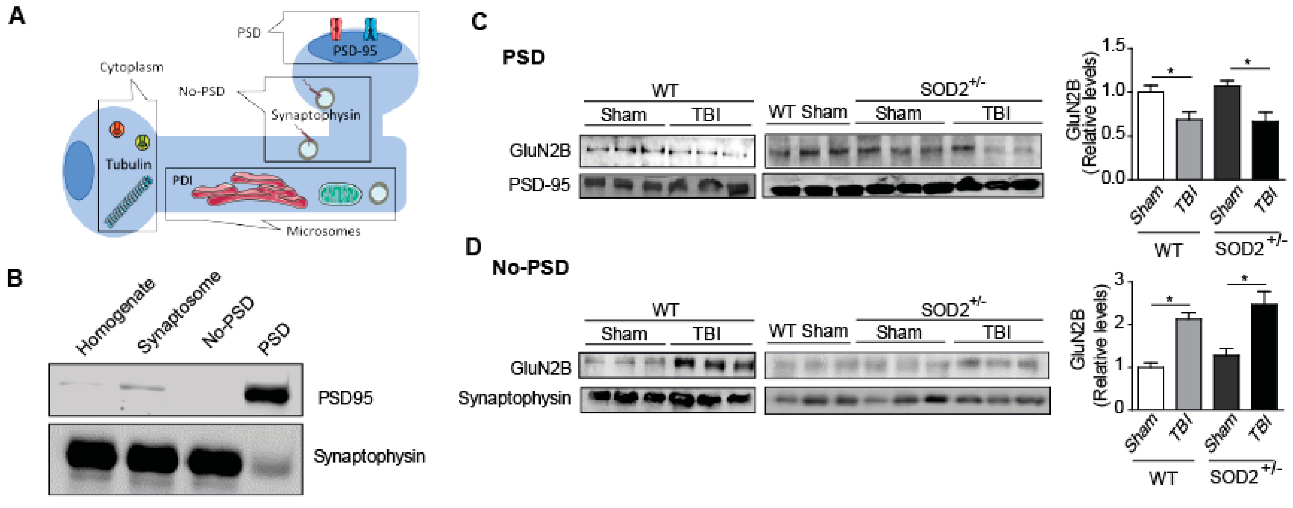 Antioxidants 10 01575 g005