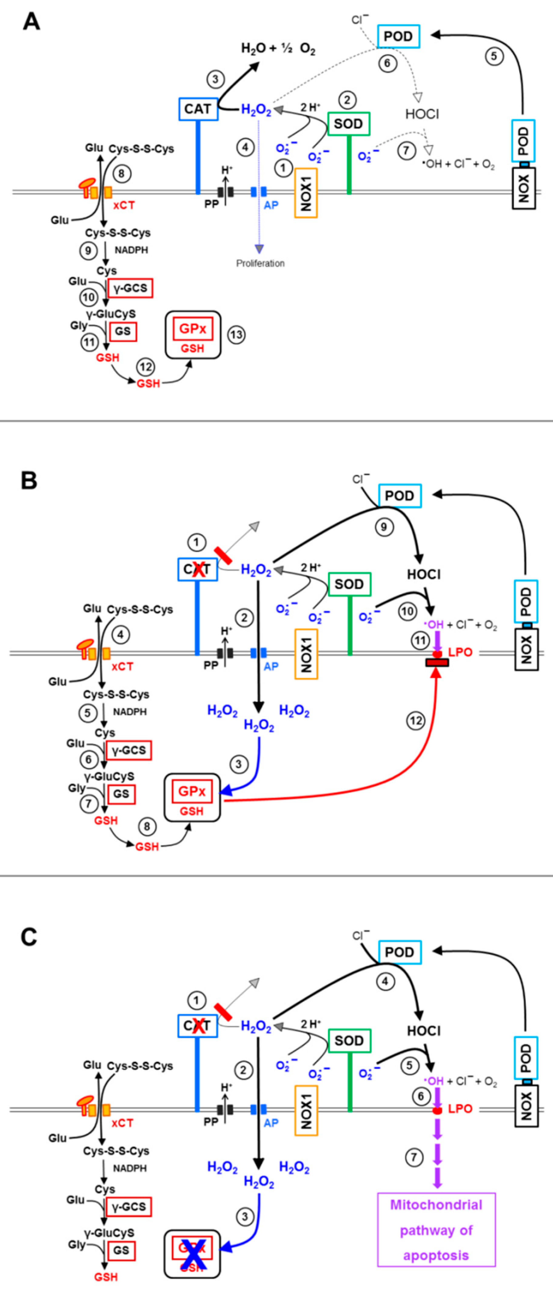 Antioxidants 10 01585 g013