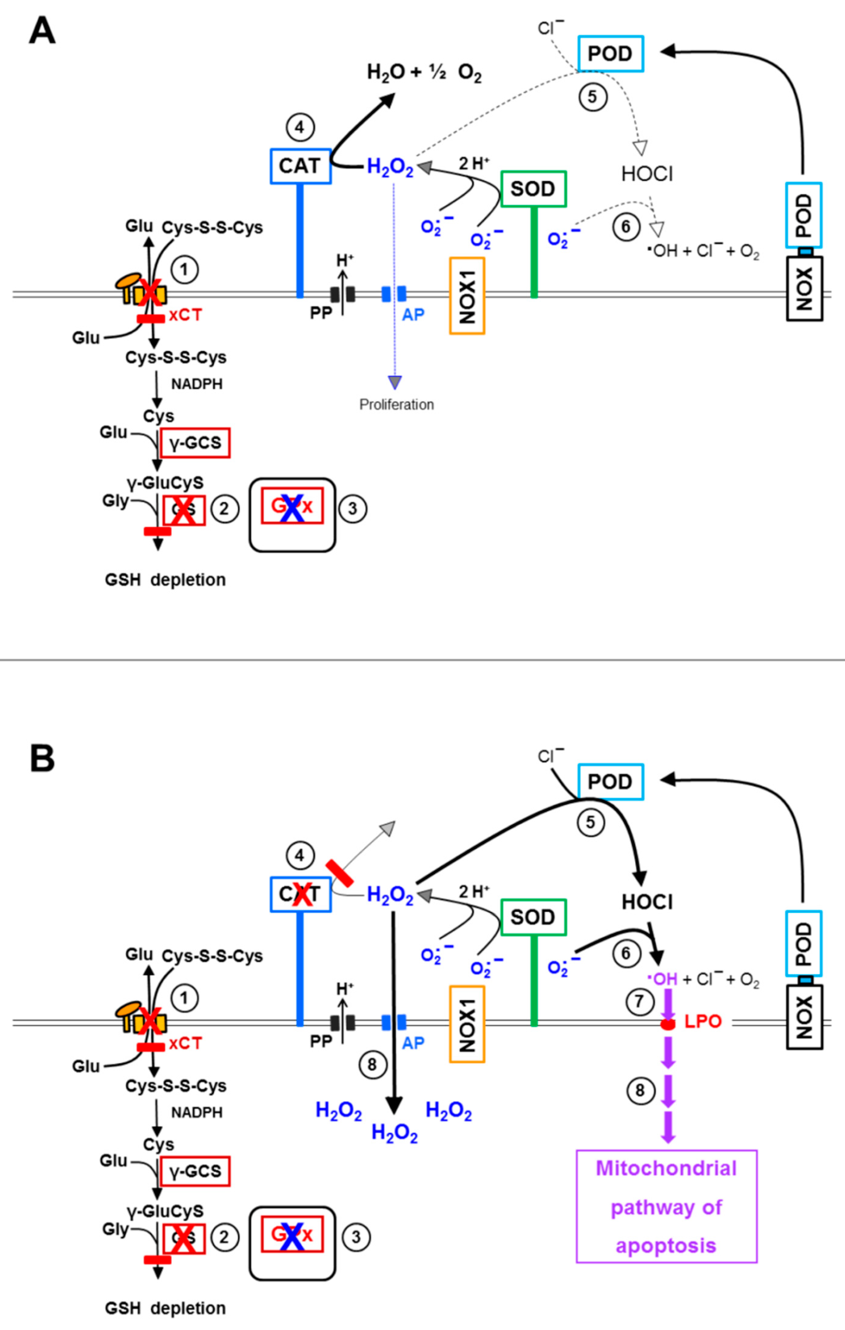 Antioxidants 10 01585 g015