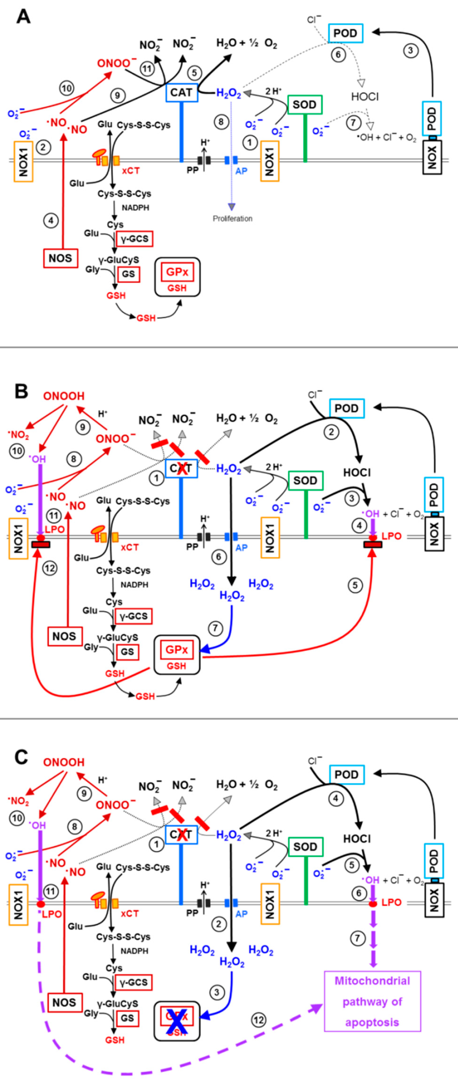 Antioxidants 10 01585 g016