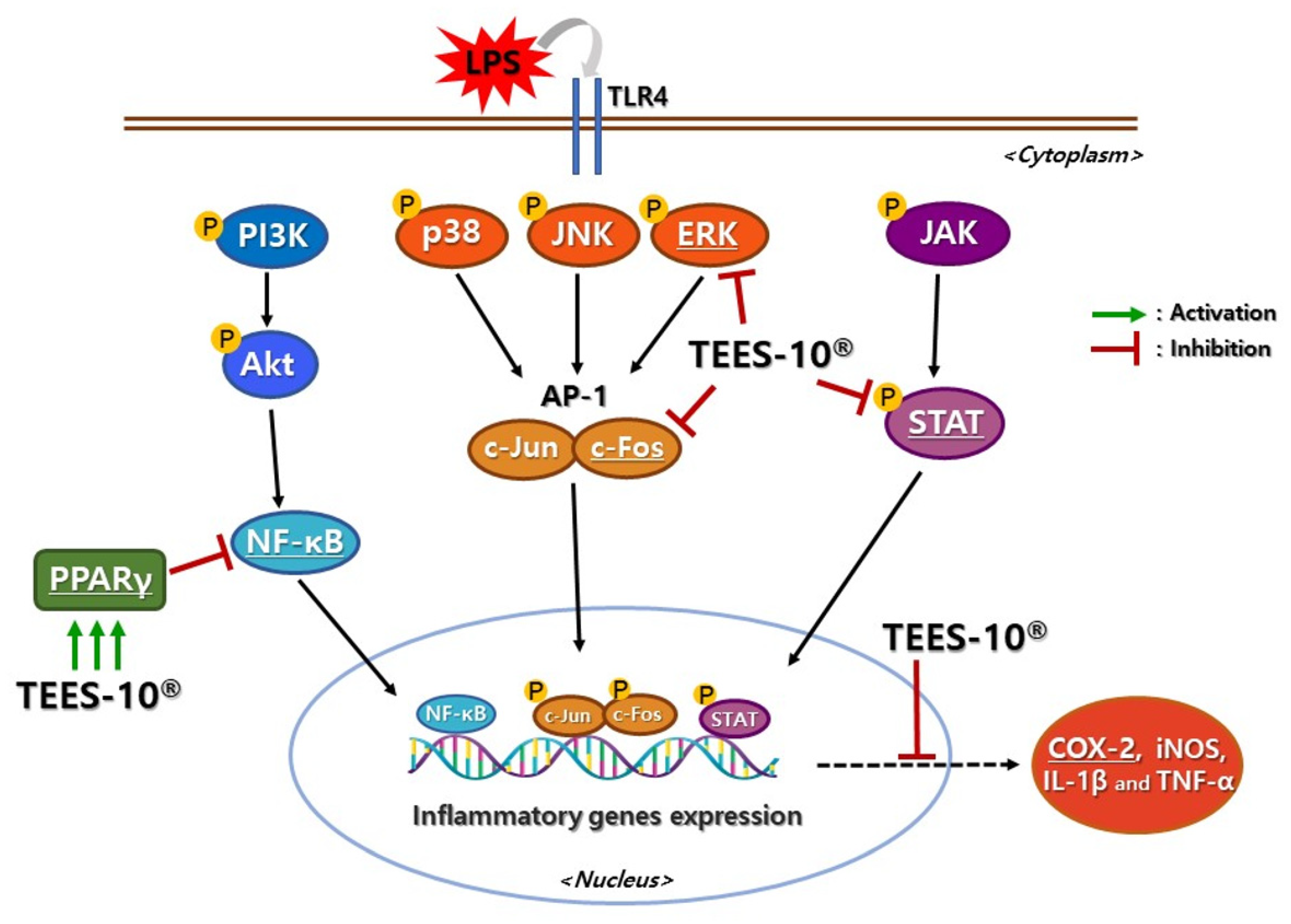 Antioxidants 10 01586 g006