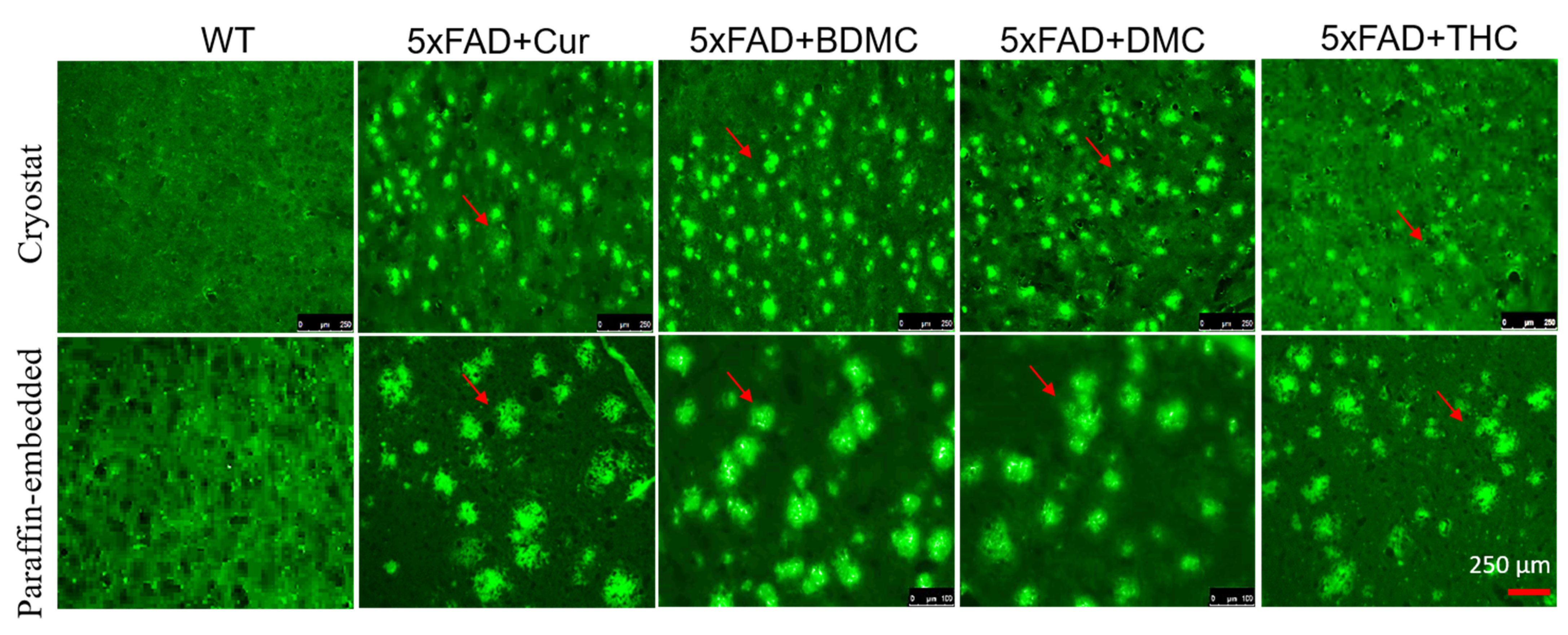 Antioxidants 10 01592 g009