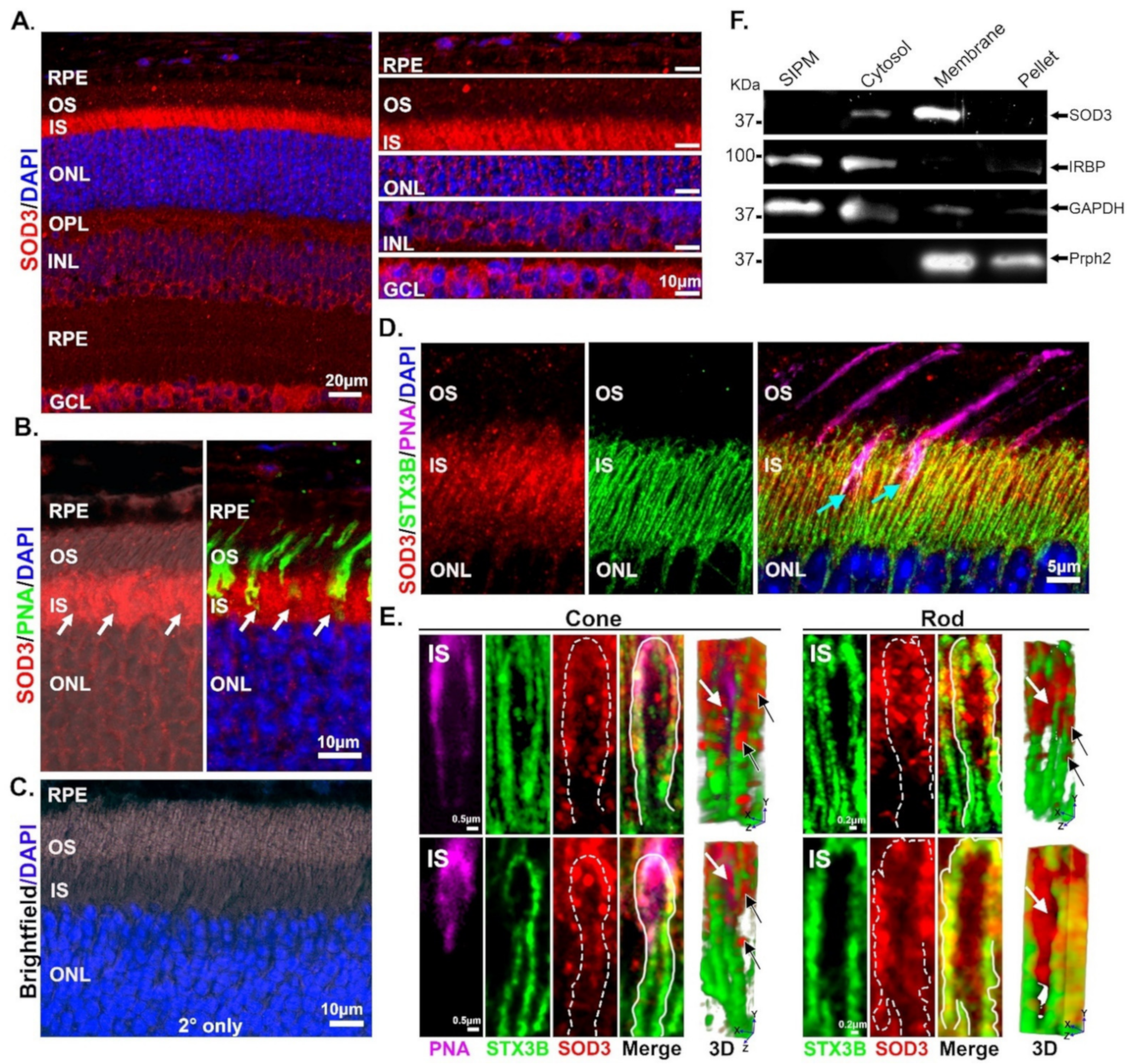 Antioxidants 10 01595 g002