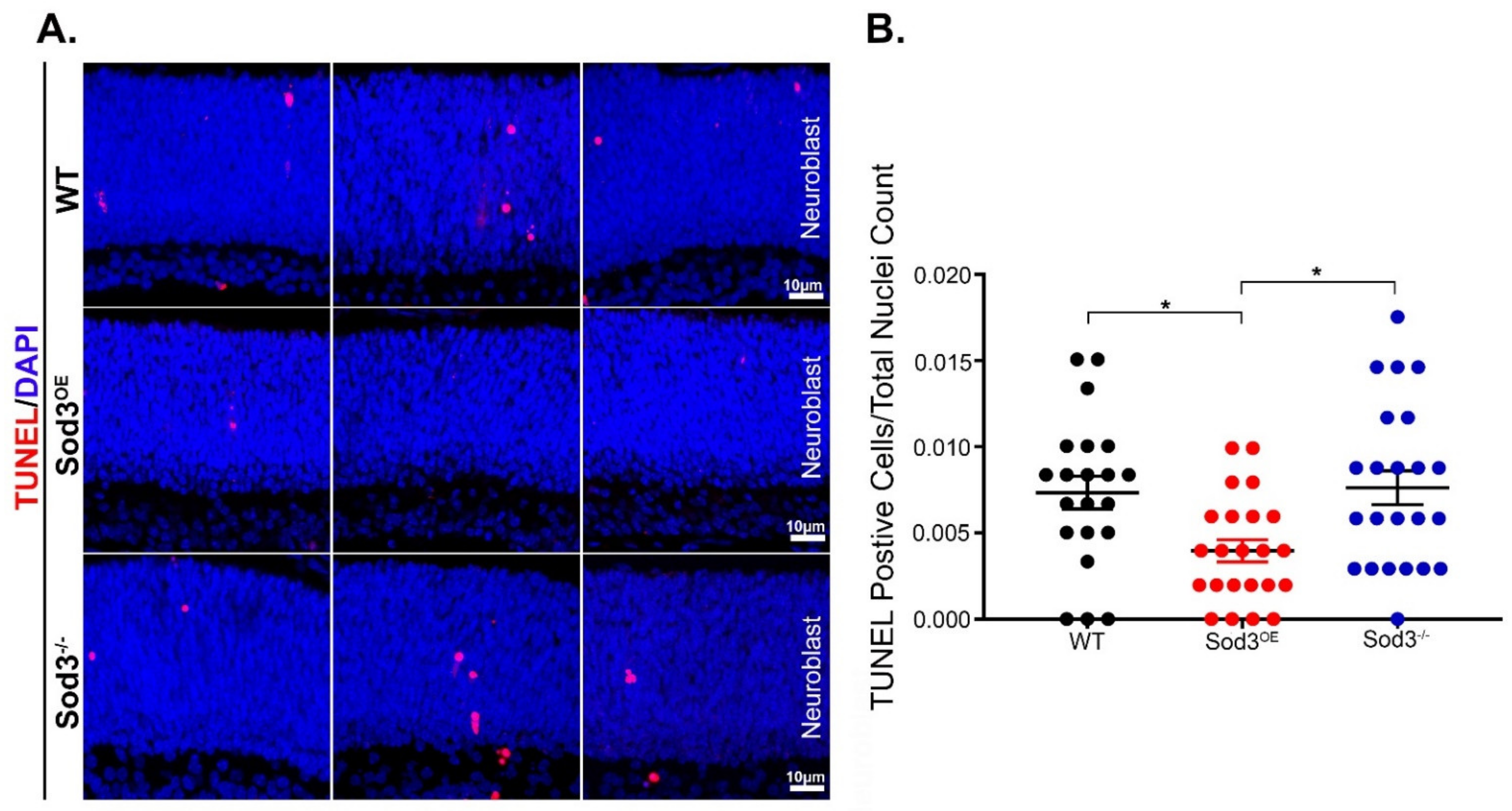 Antioxidants 10 01595 g005