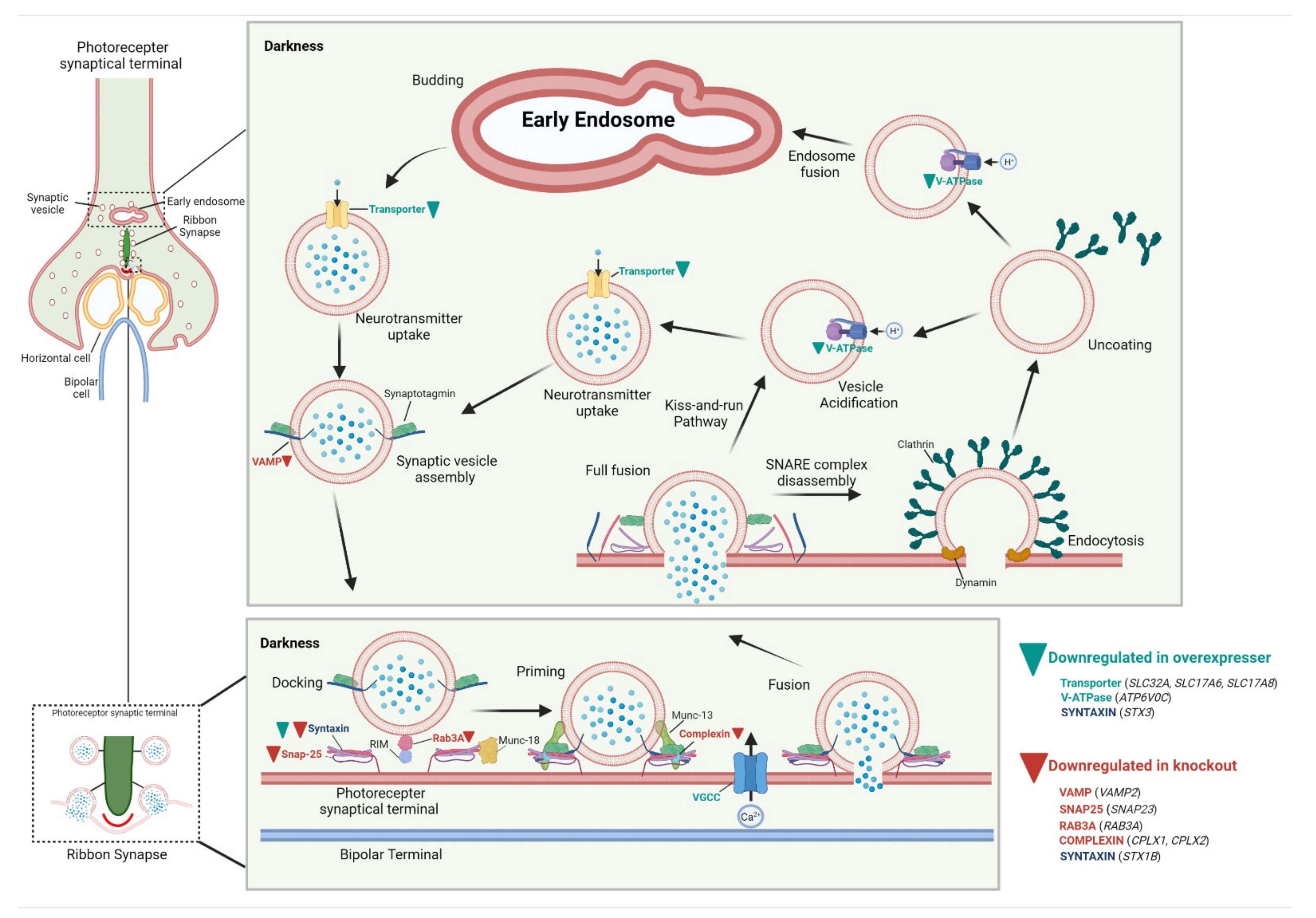 Antioxidants 10 01595 g007