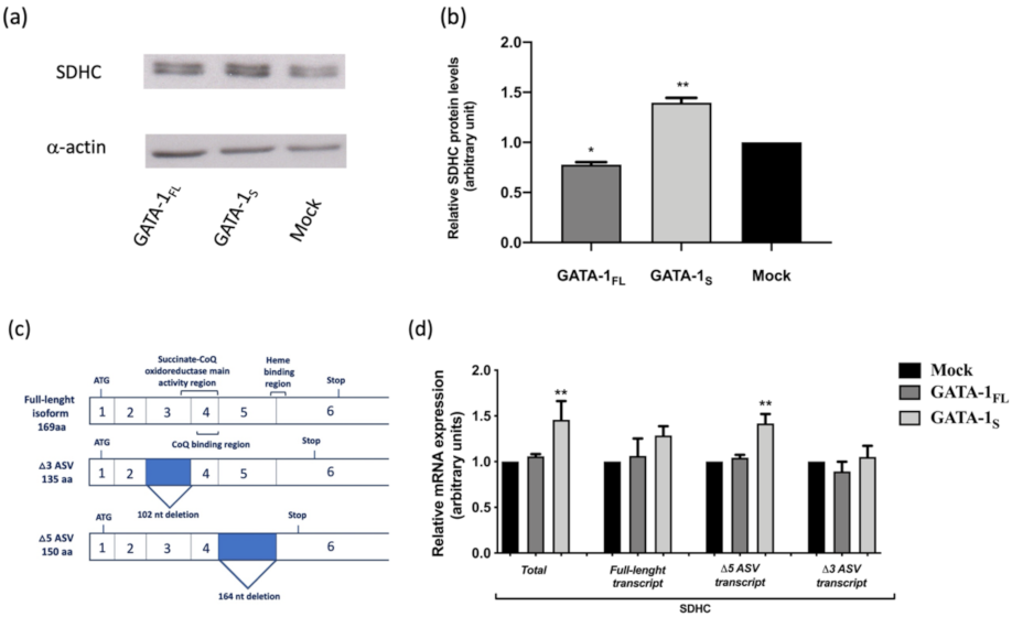 Antioxidants 10 01603 g001