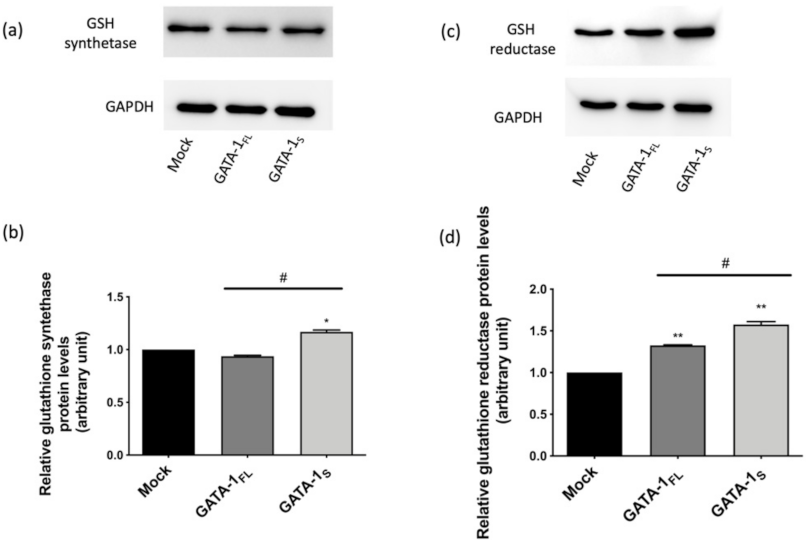 Antioxidants 10 01603 g008