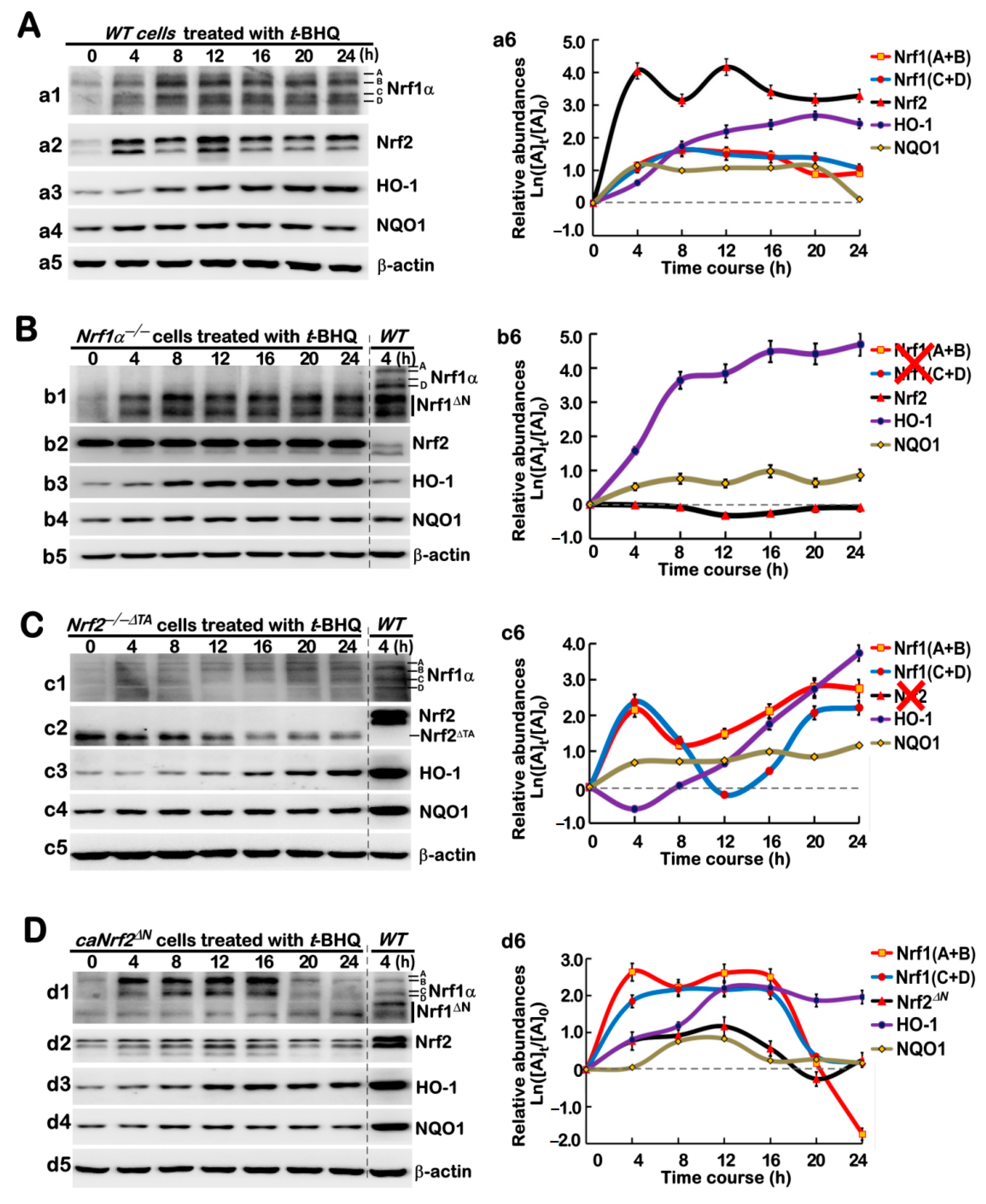 Antioxidants 10 01610 g003