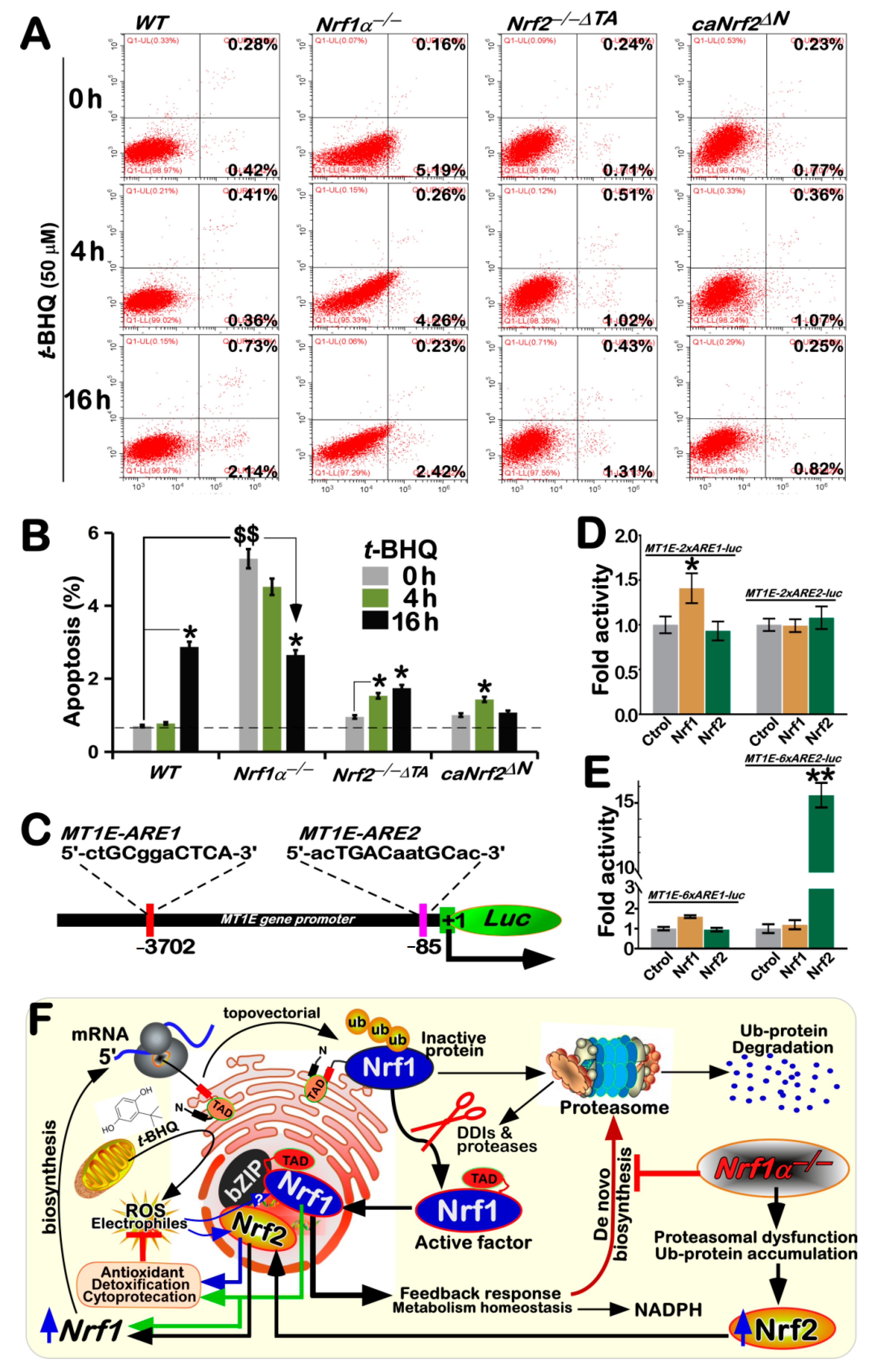 Antioxidants 10 01610 g006