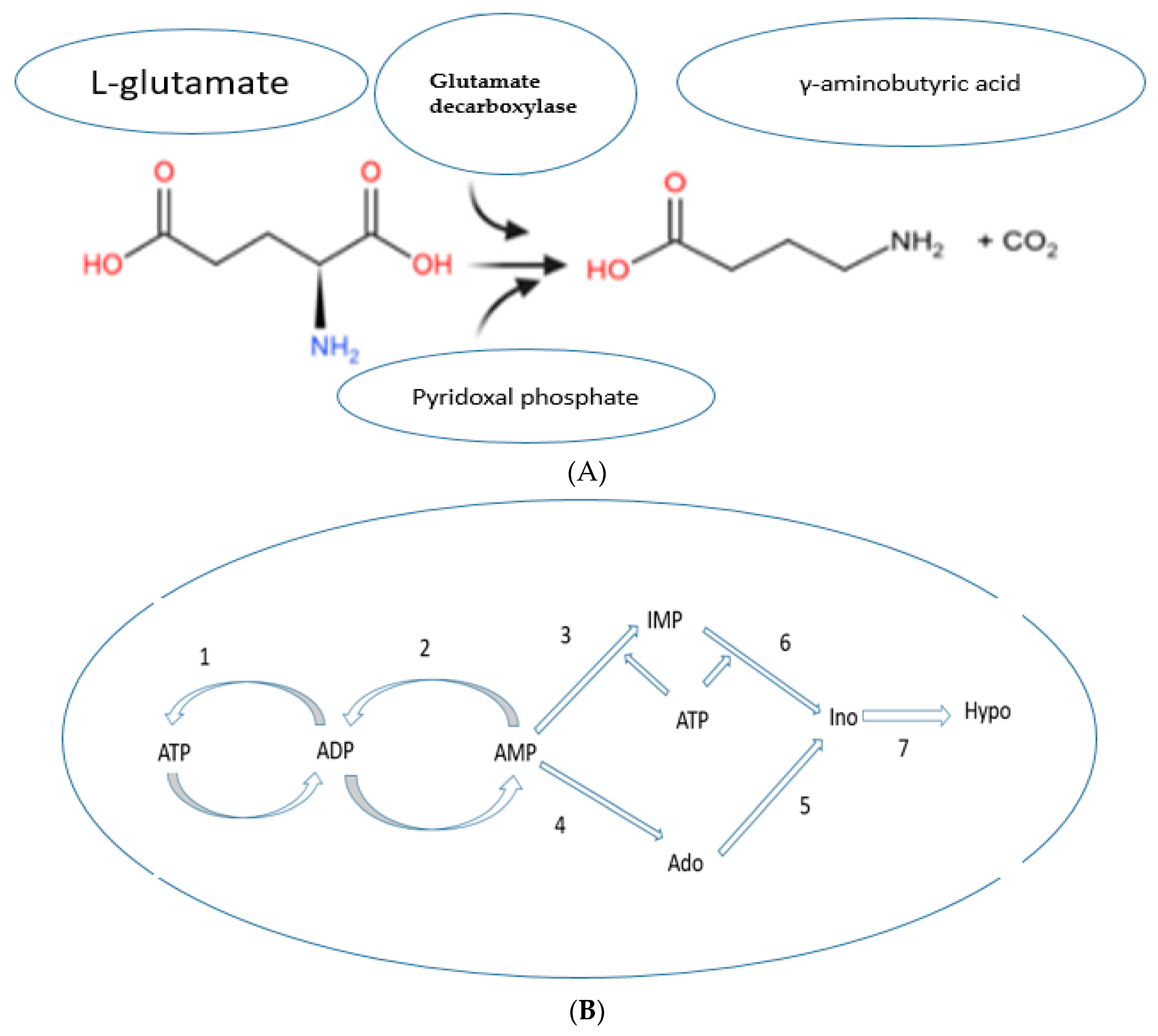 Antioxidants 10 01613 g005