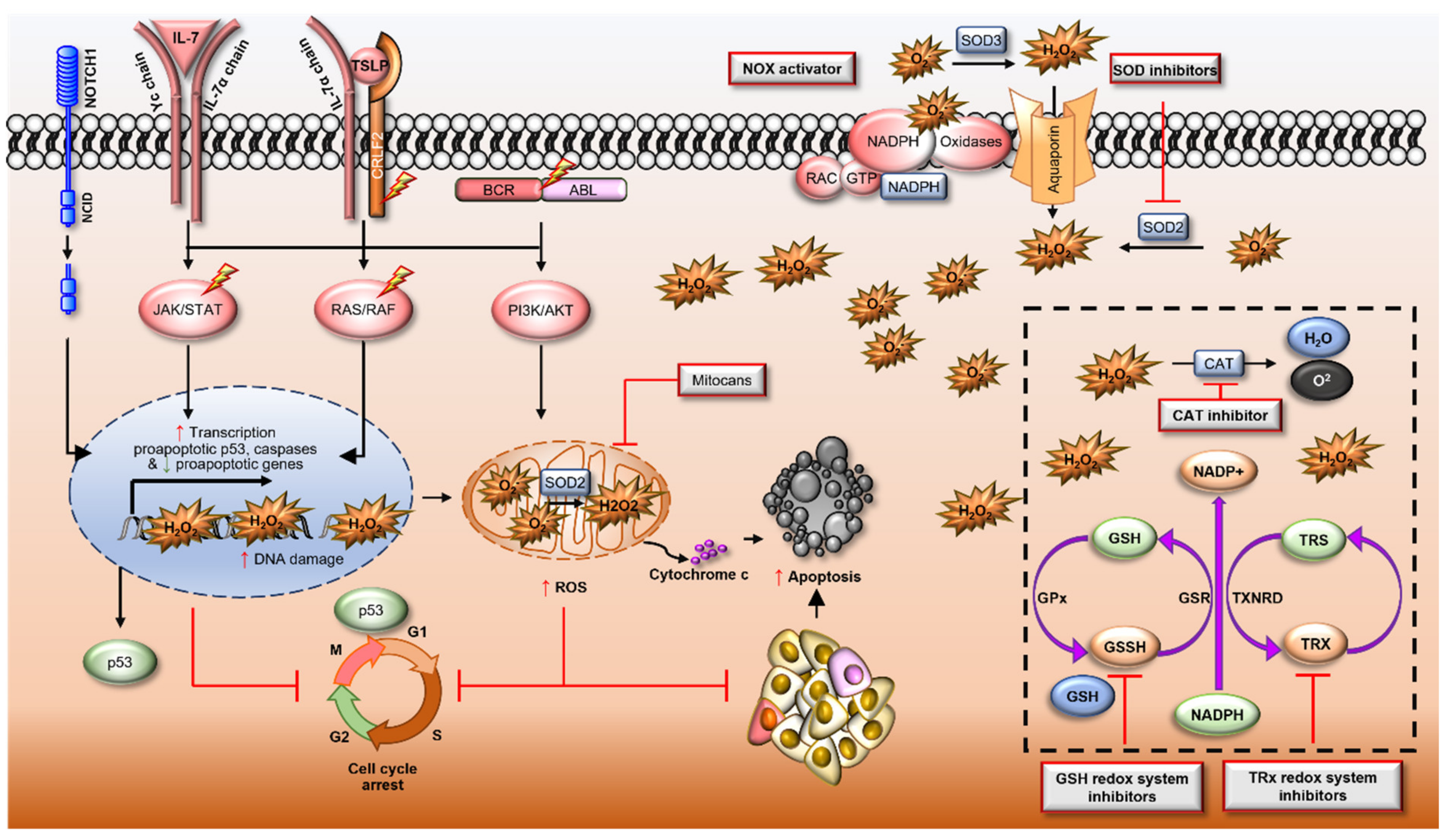 Antioxidants 10 01616 g002 Antioxidants 10 01616 g002