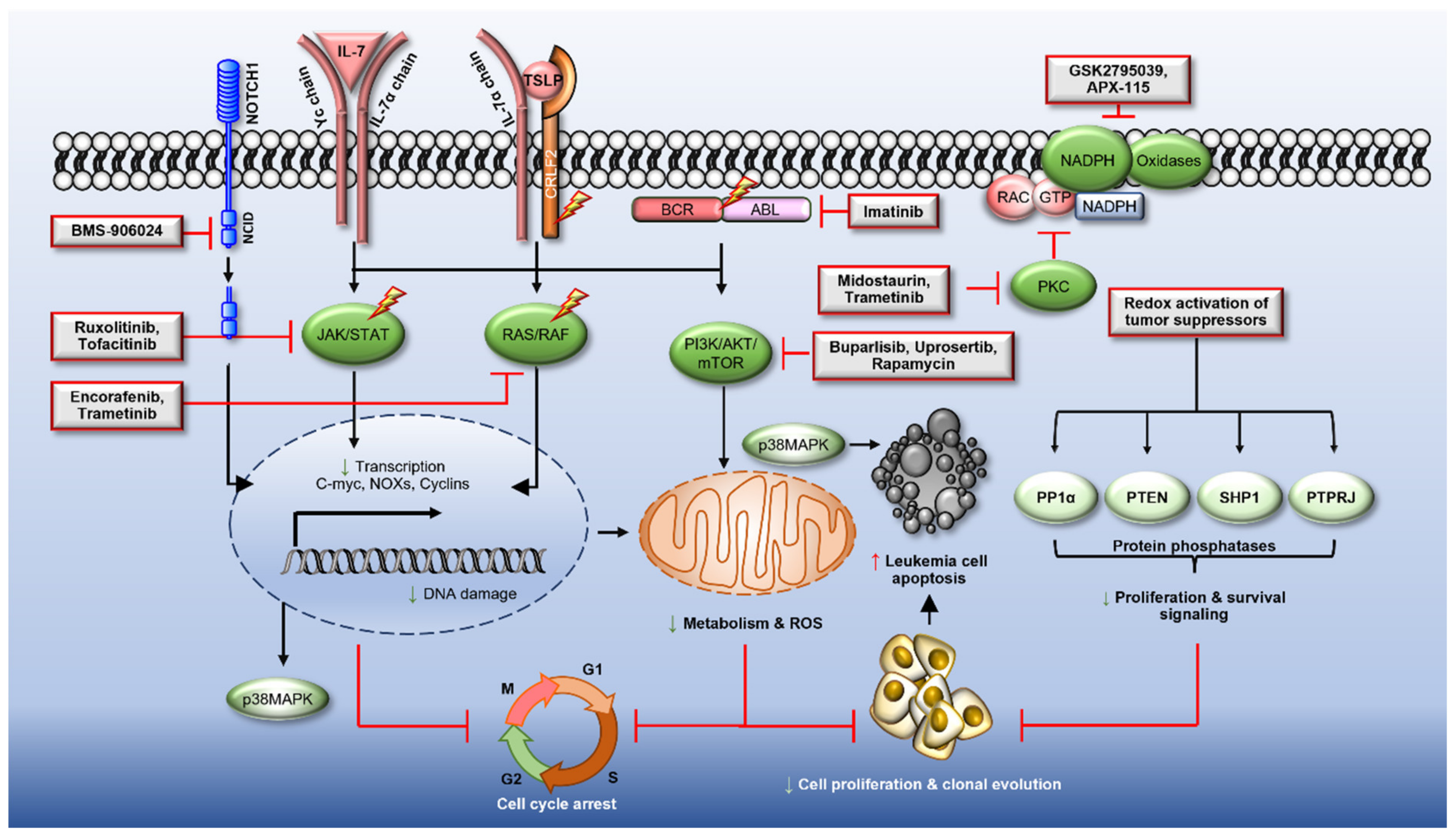 Antioxidants 10 01616 g003 Antioxidants 10 01616 g003