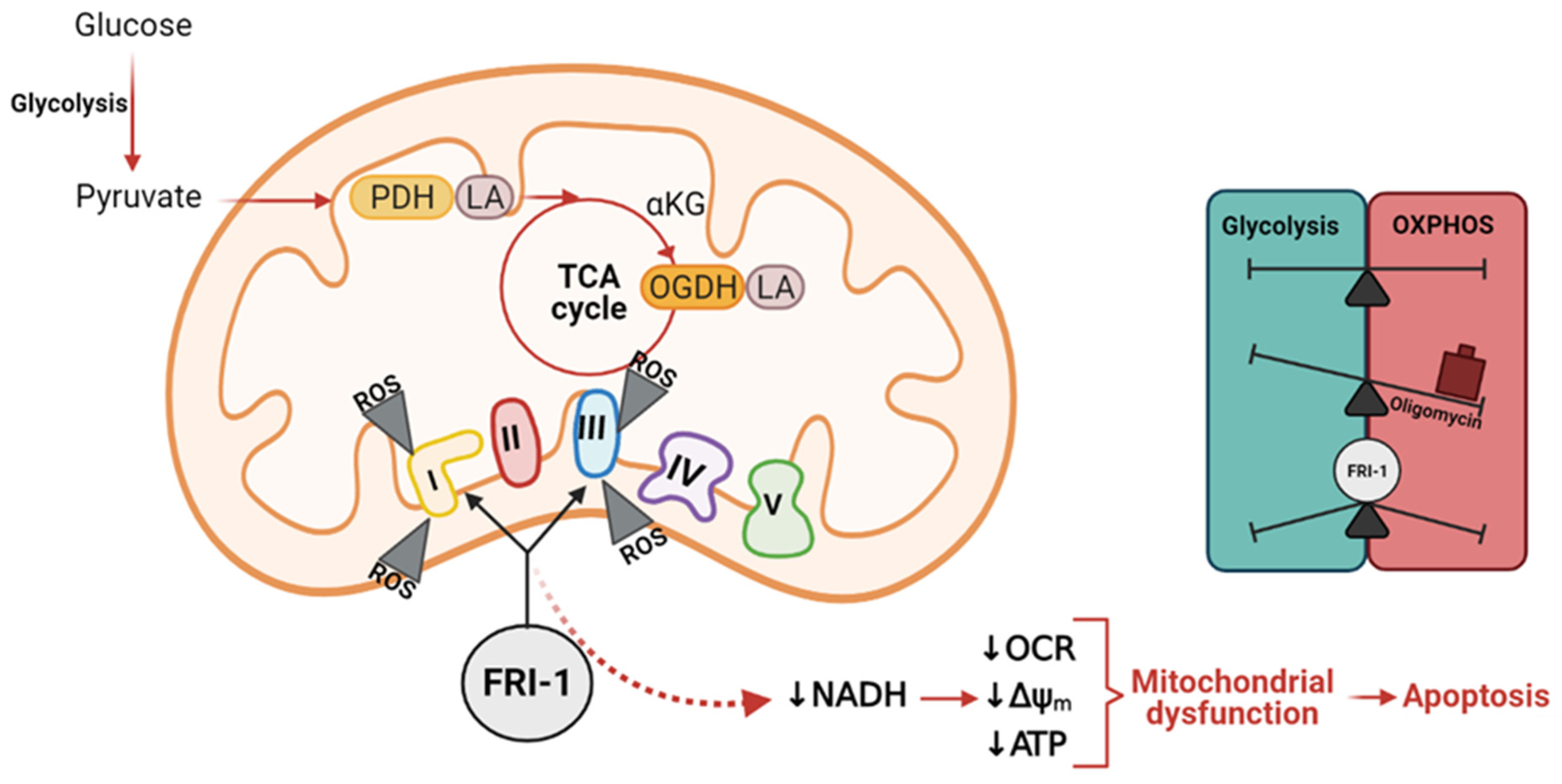 Antioxidants 10 01618 g009