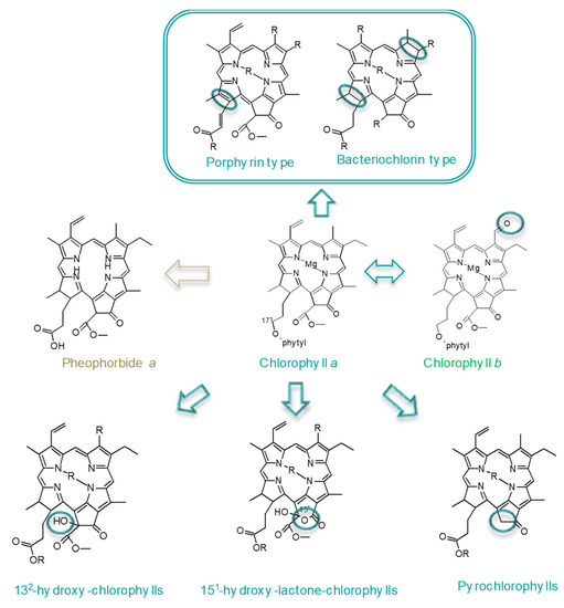 Antioxidants Free FullText Metabolomics of Chlorophylls and