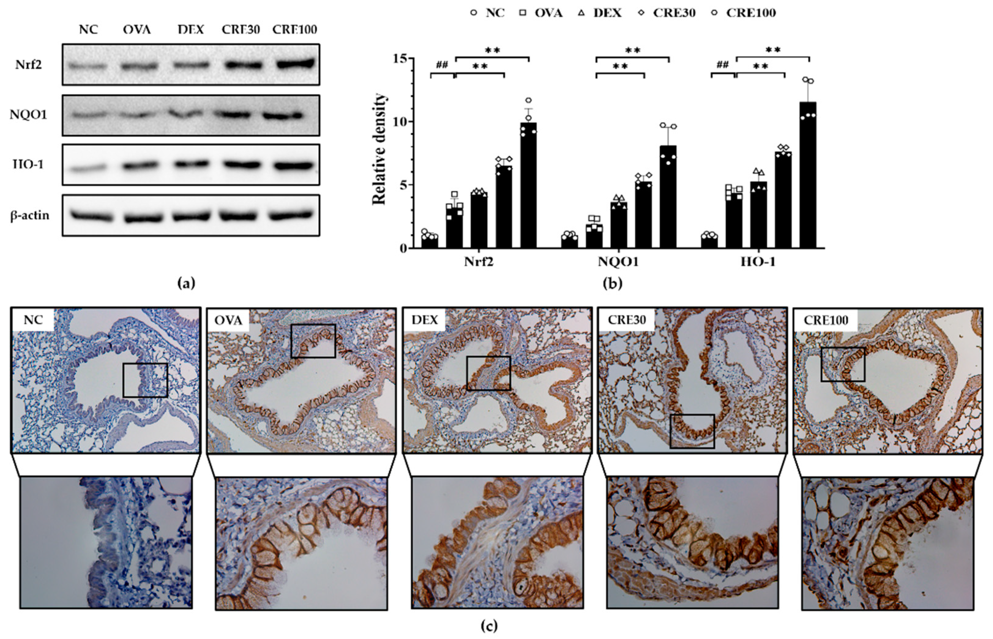 Antioxidants 10 01626 g005 Antioxidants 10 01626 g005