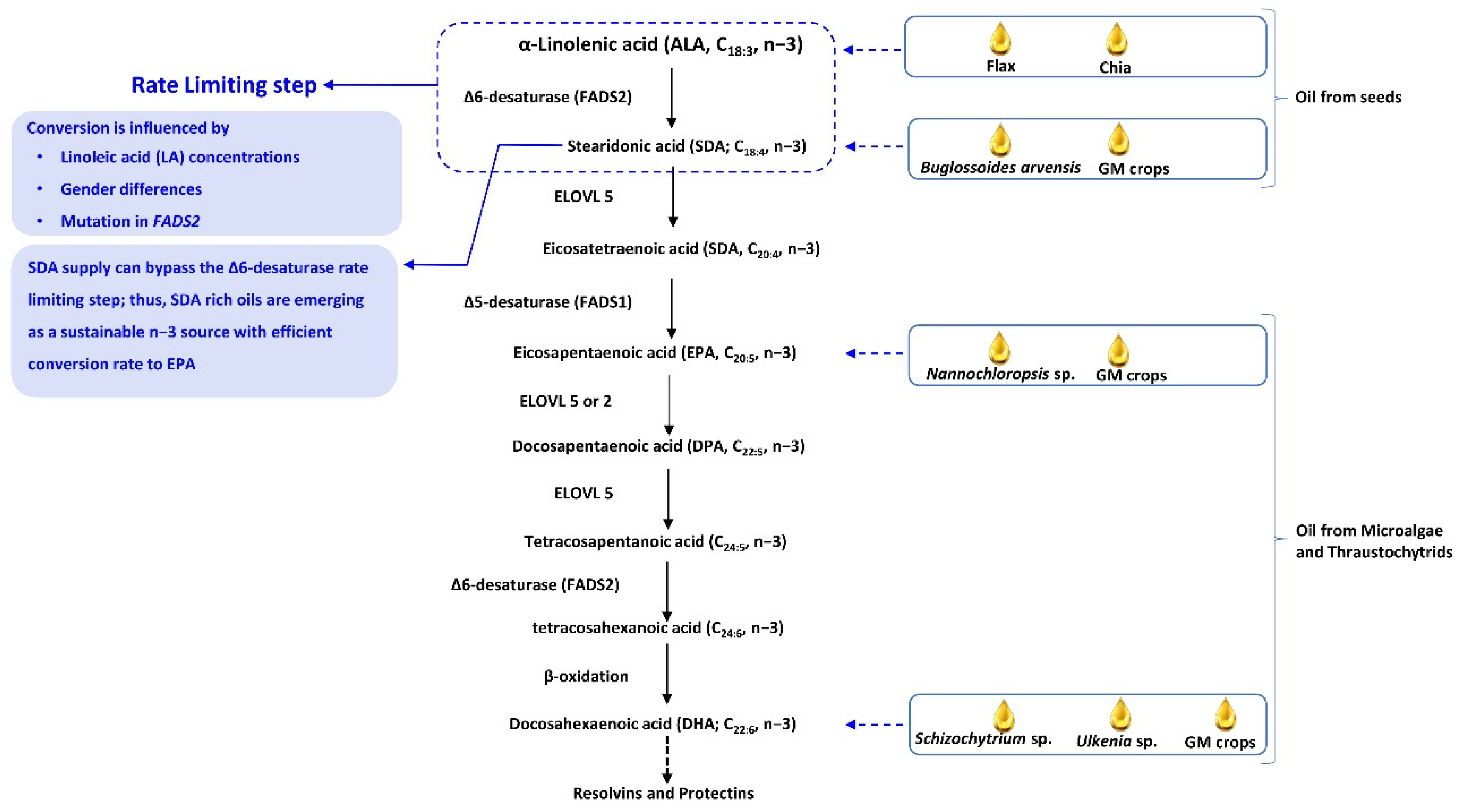 Antioxidants Free Full Text Omega 3 Polyunsaturated Fatty Acids Pufas Emerging Plant And Microbial Sources Oxidative Stability Bioavailability And Health Benefits A Review Html