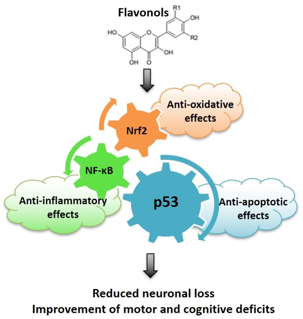 Antioxidants Free FullText AntiOxidative, AntiInflammatory and