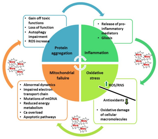Anti-Oxidative, Anti-Inflammatory and Anti-Apoptotic Effects