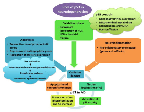 Anti-Oxidative, Anti-Inflammatory and Anti-Apoptotic Effects