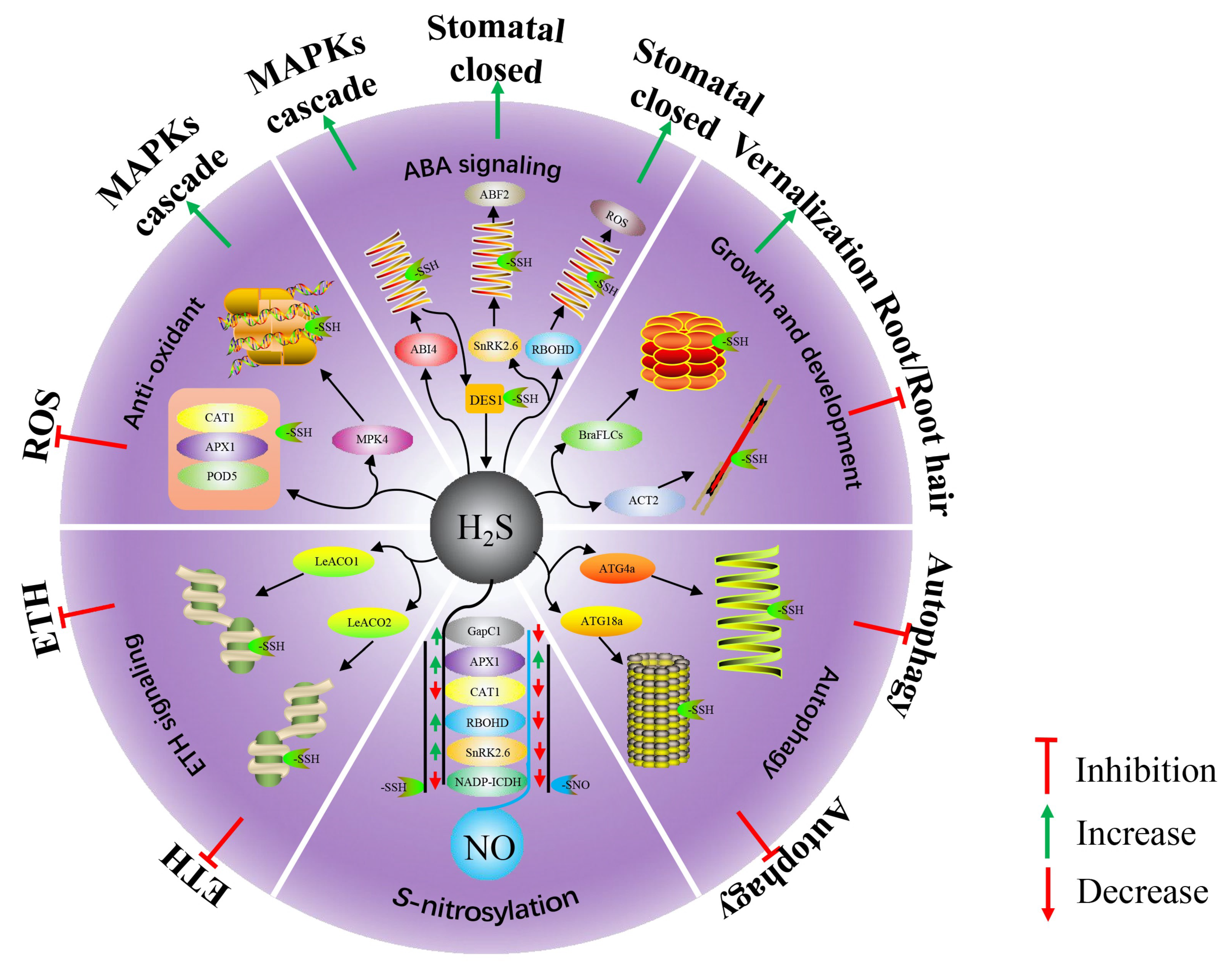 Antioxidants 10 01631 g001