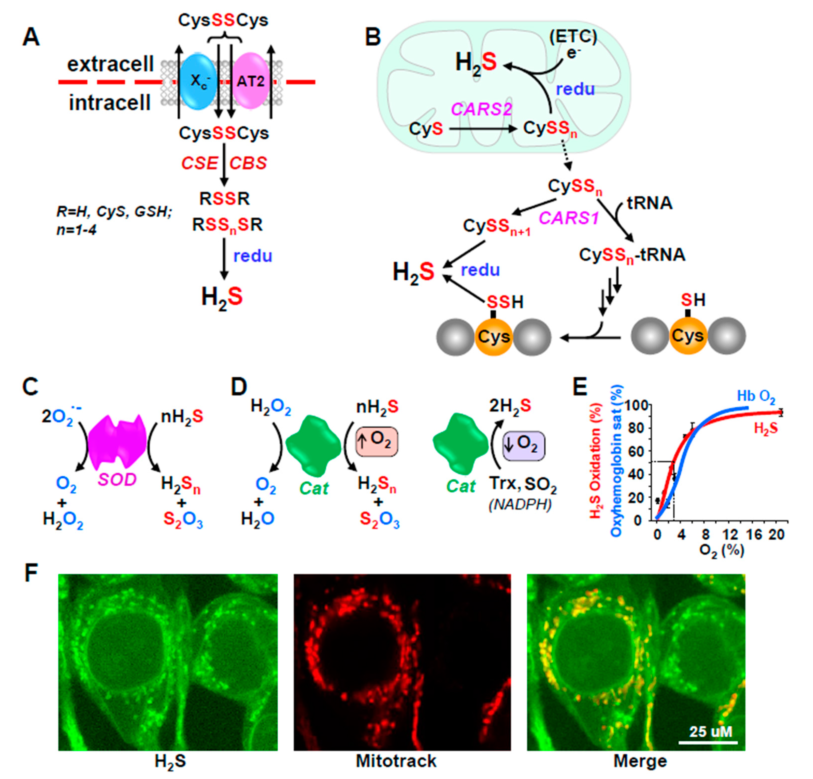 Antioxidants 10 01650 g002 Antioxidants 10 01650 g002