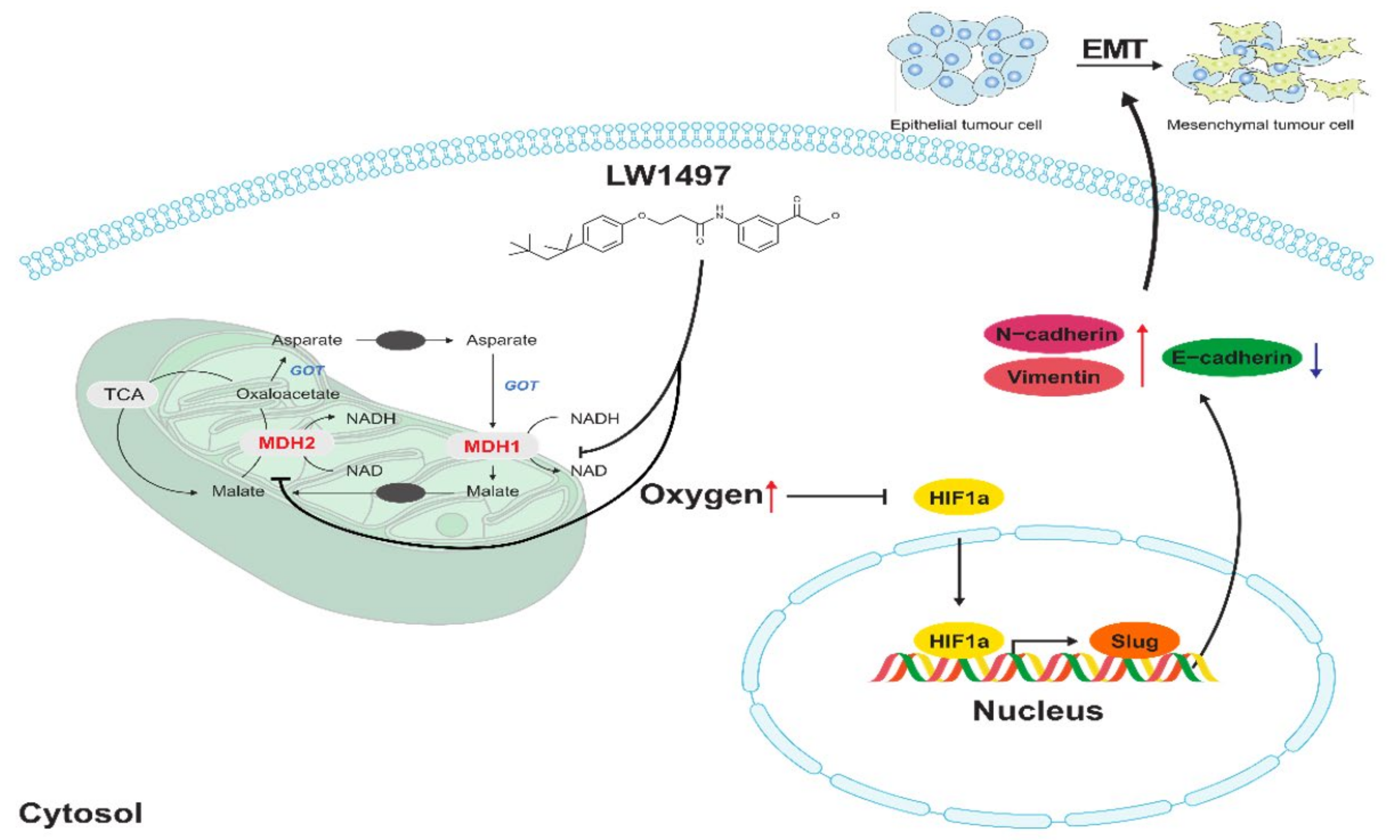 Antioxidants 10 01674 g006