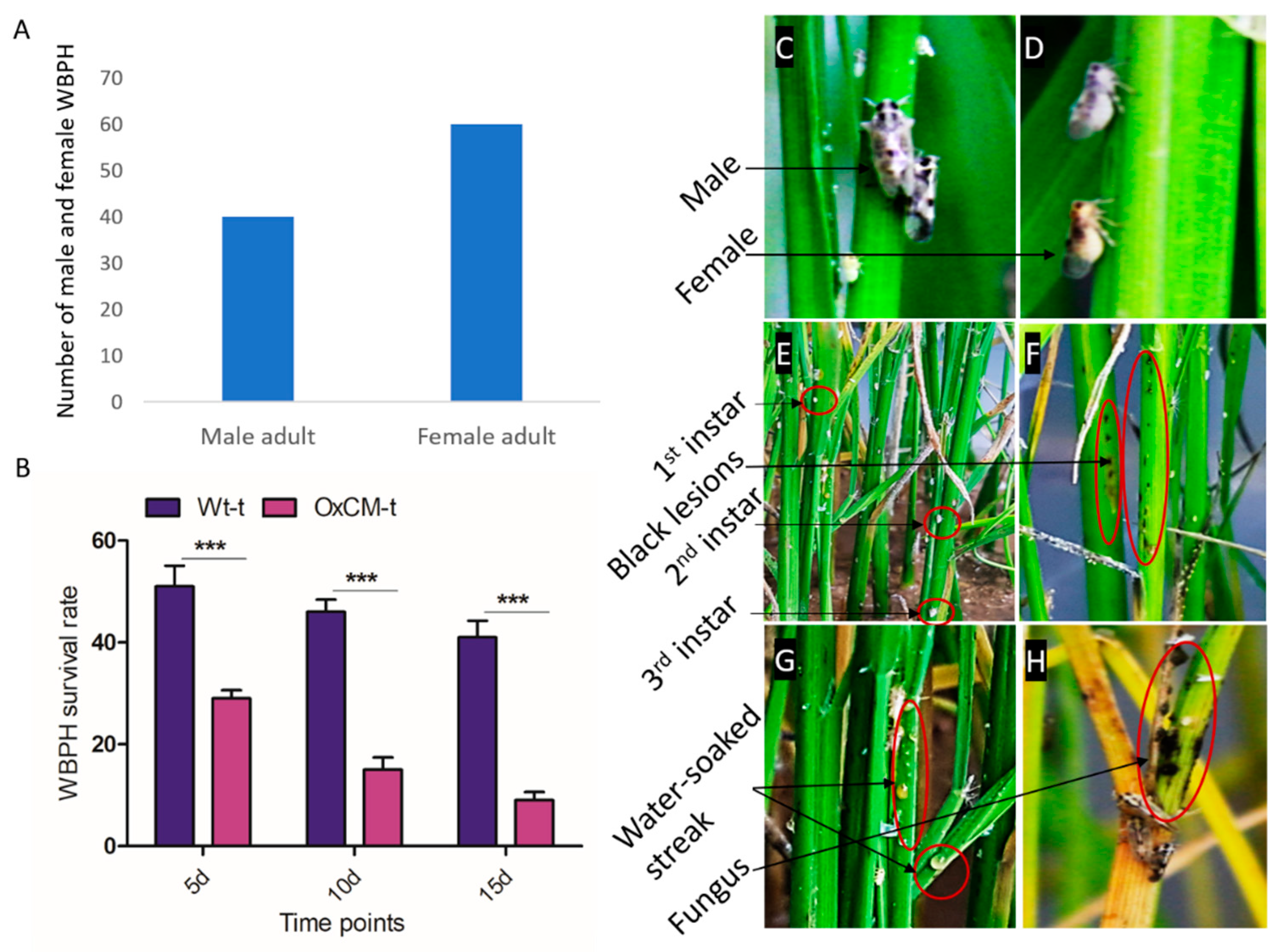 Antioxidants 10 01680 g001 550
