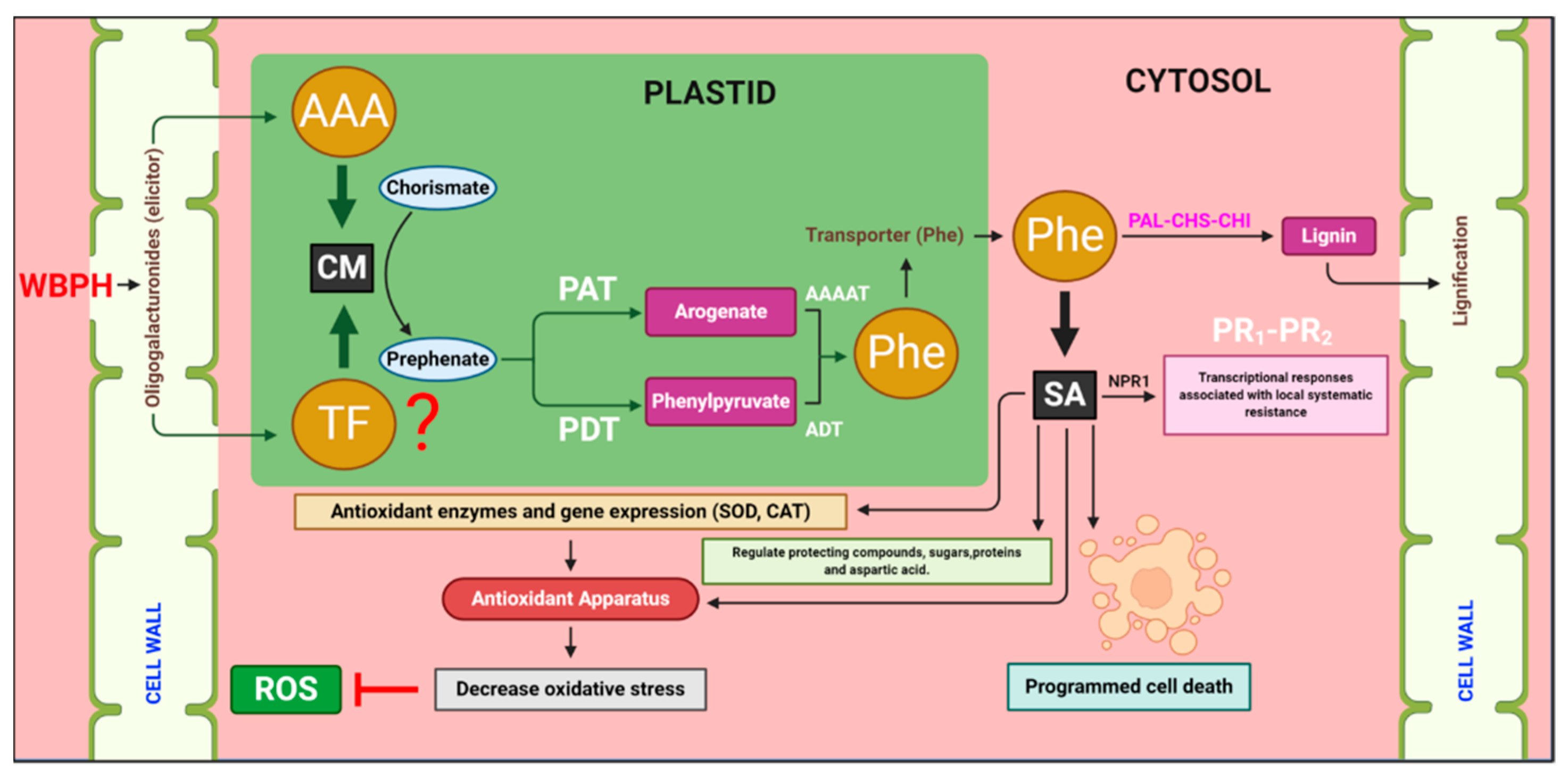 Antioxidants 10 01680 g007 550