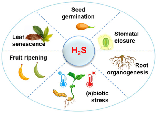 The Modus Operandi of Hydrogen Sulfide(H2S)-Dependent